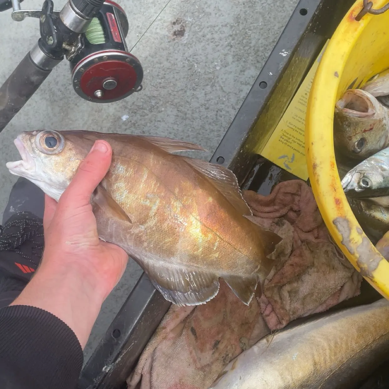 The most recent Pouting catches on Fishbrain