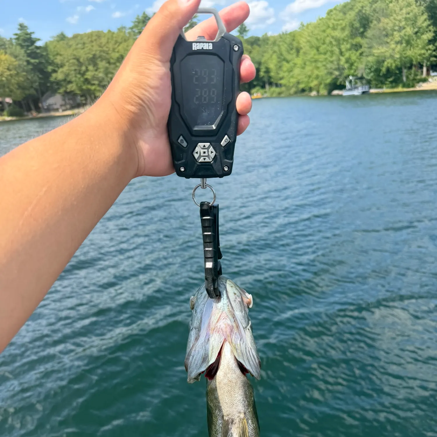 Smallmouth bass caught on Fishbrain