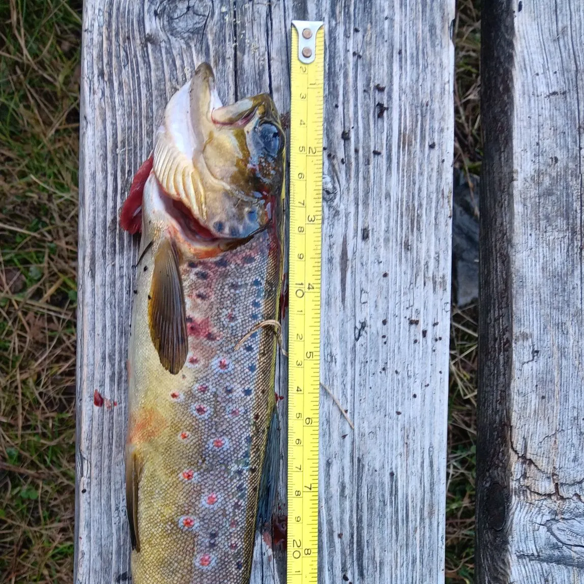 Brown trout caught on Fishbrain