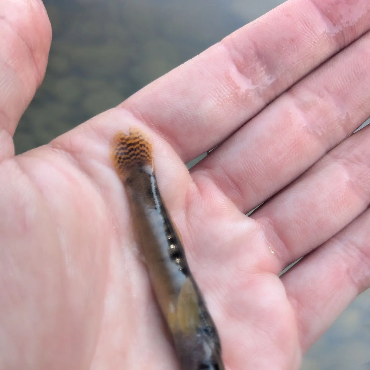 The most recent Fantail darter catches on Fishbrain
