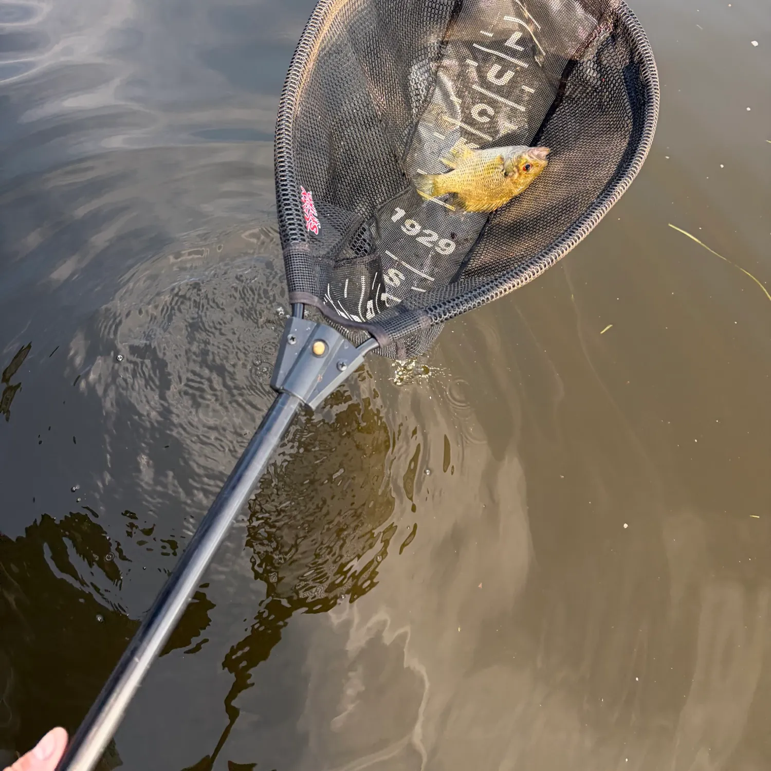 Rock bass caught on Fishbrain