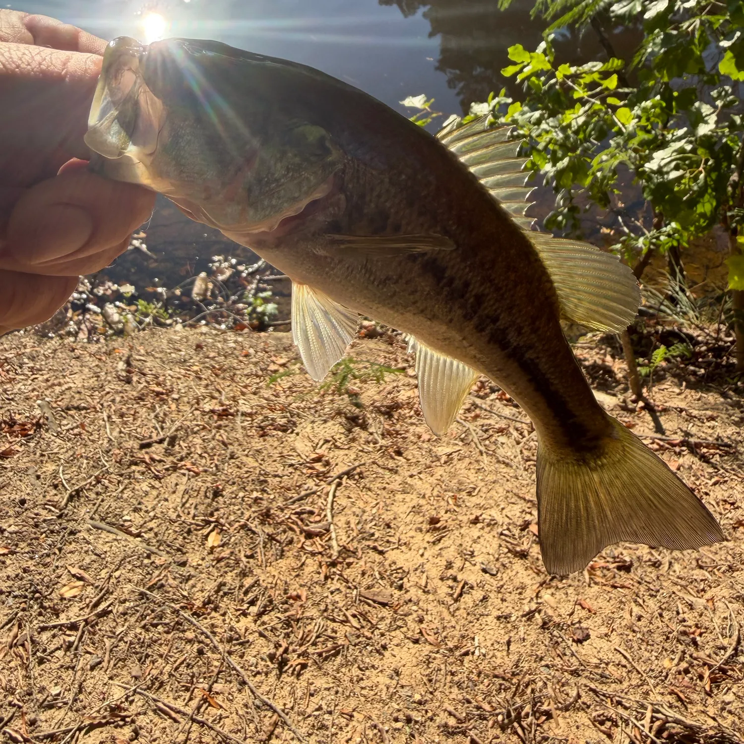 Largemouth bass caught on Fishbrain