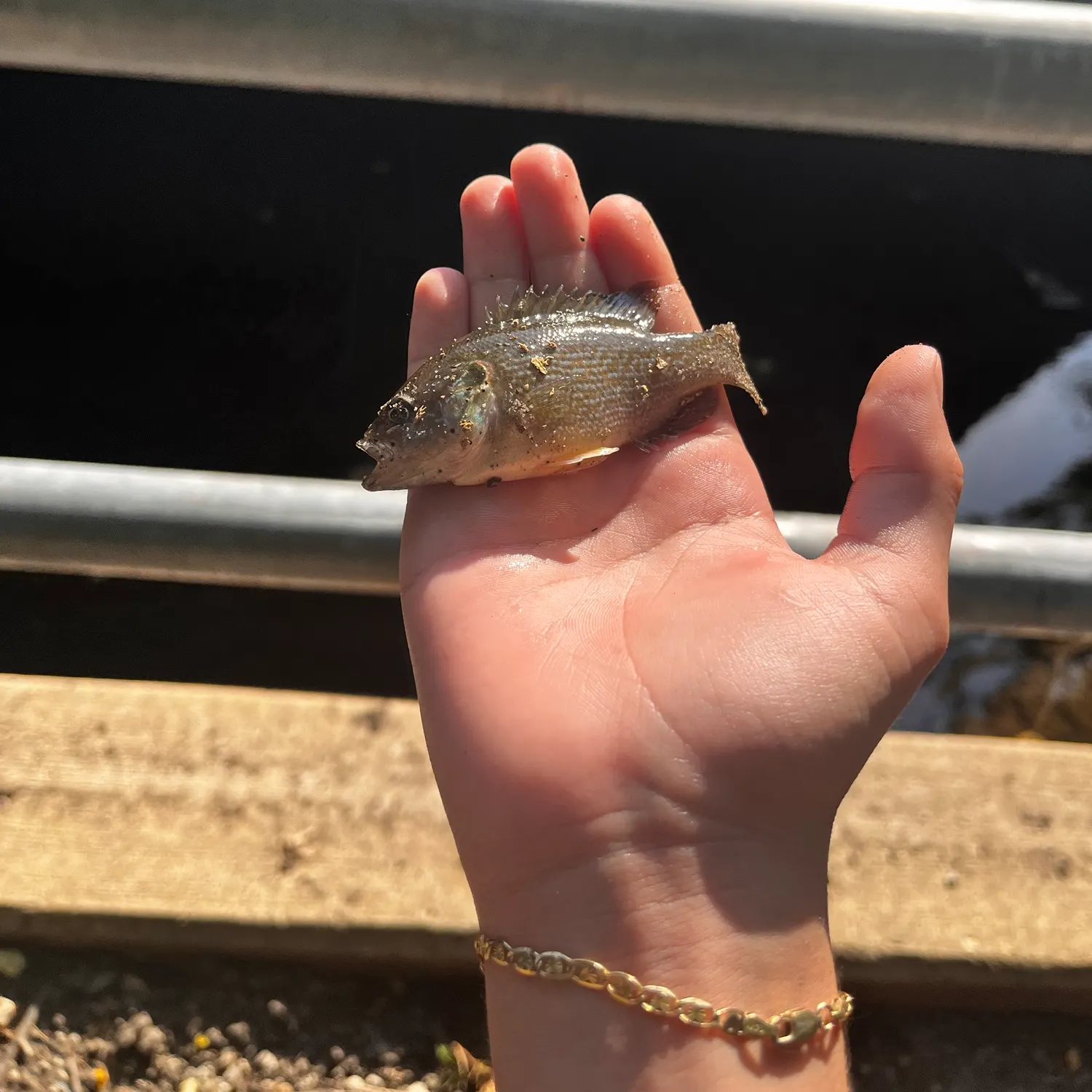 Green sunfish caught on Fishbrain