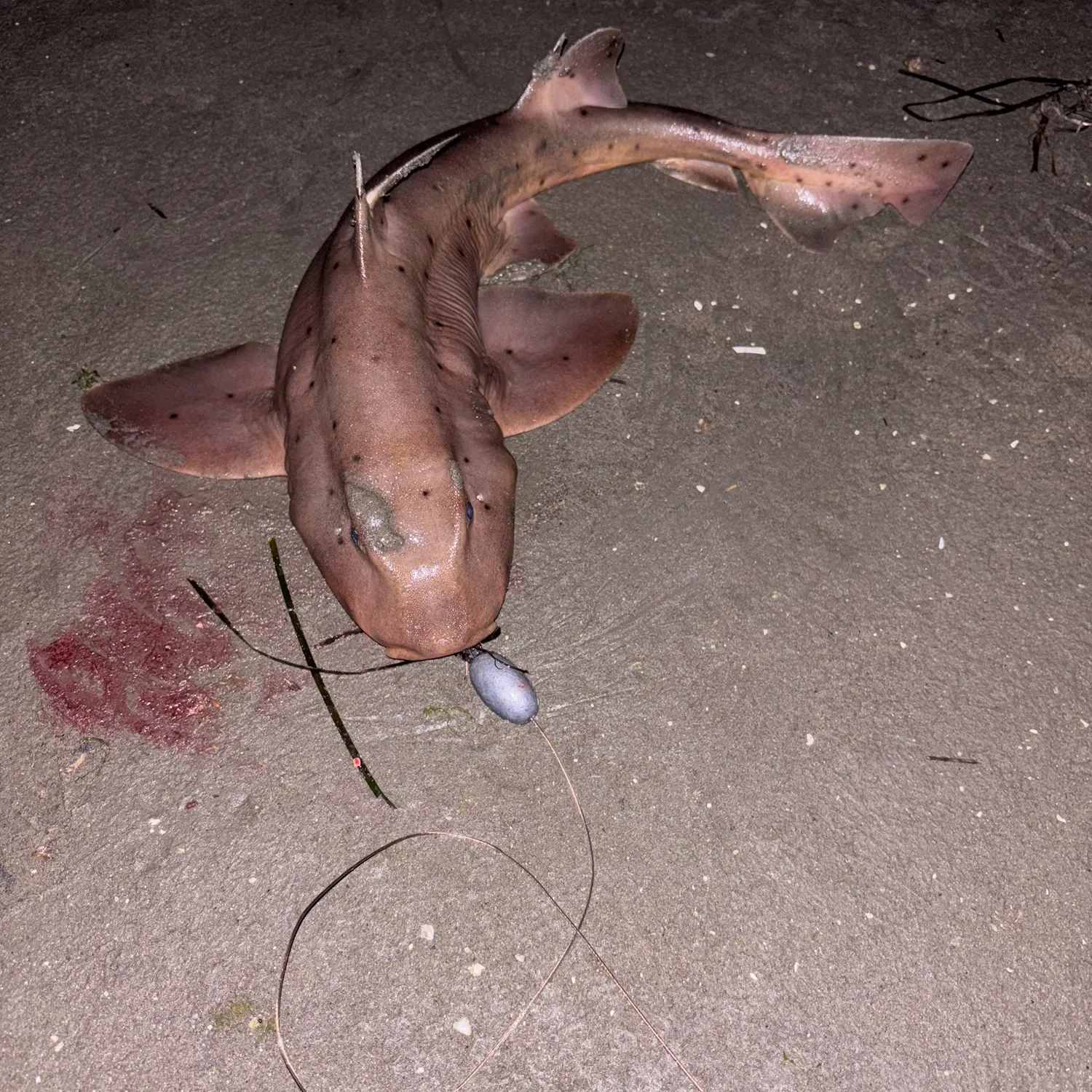 The most popular recent Horn shark catch on Fishbrain