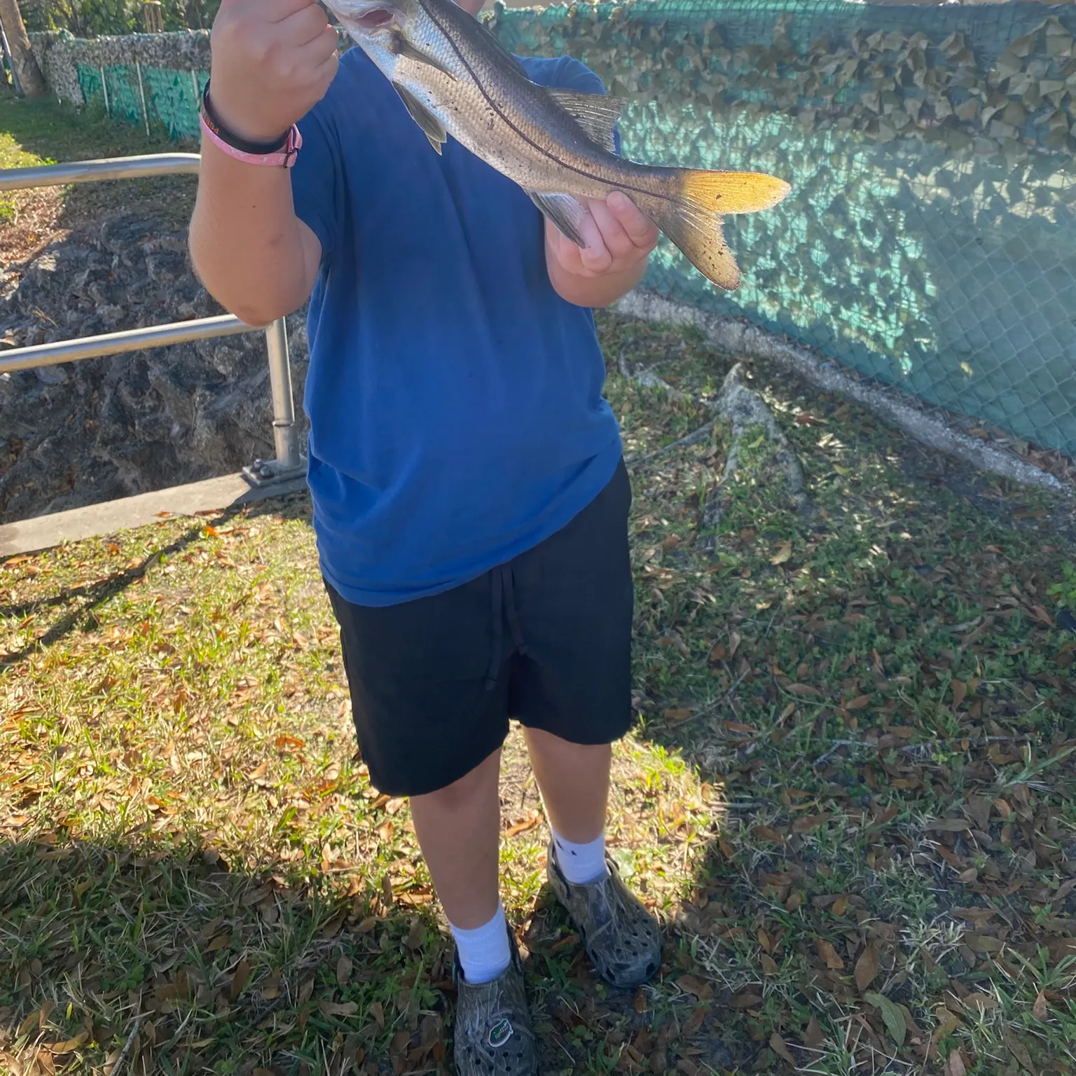 The most recent Common snook catches on Fishbrain