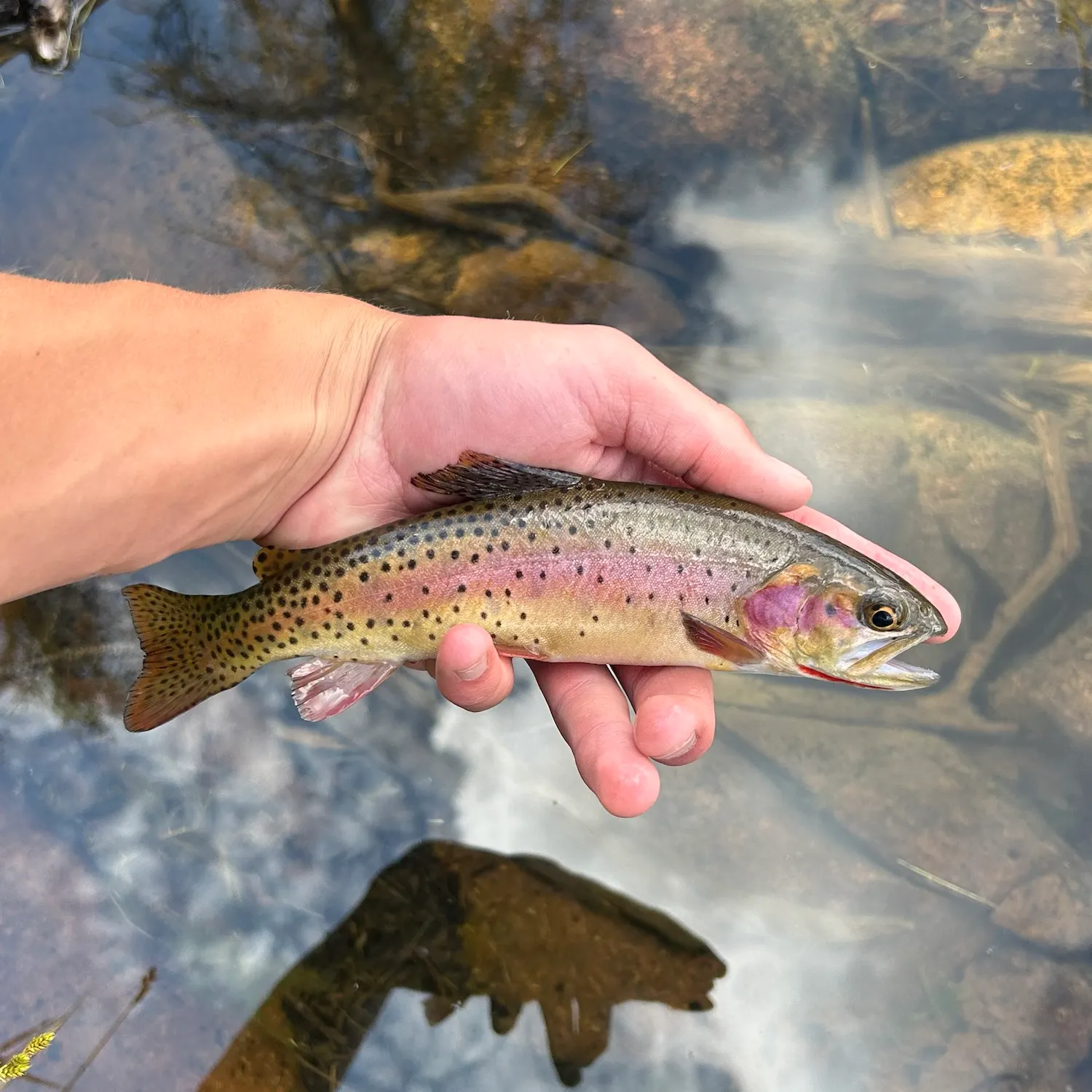 The most recent Colorado river cutthroat trout catches on Fishbrain