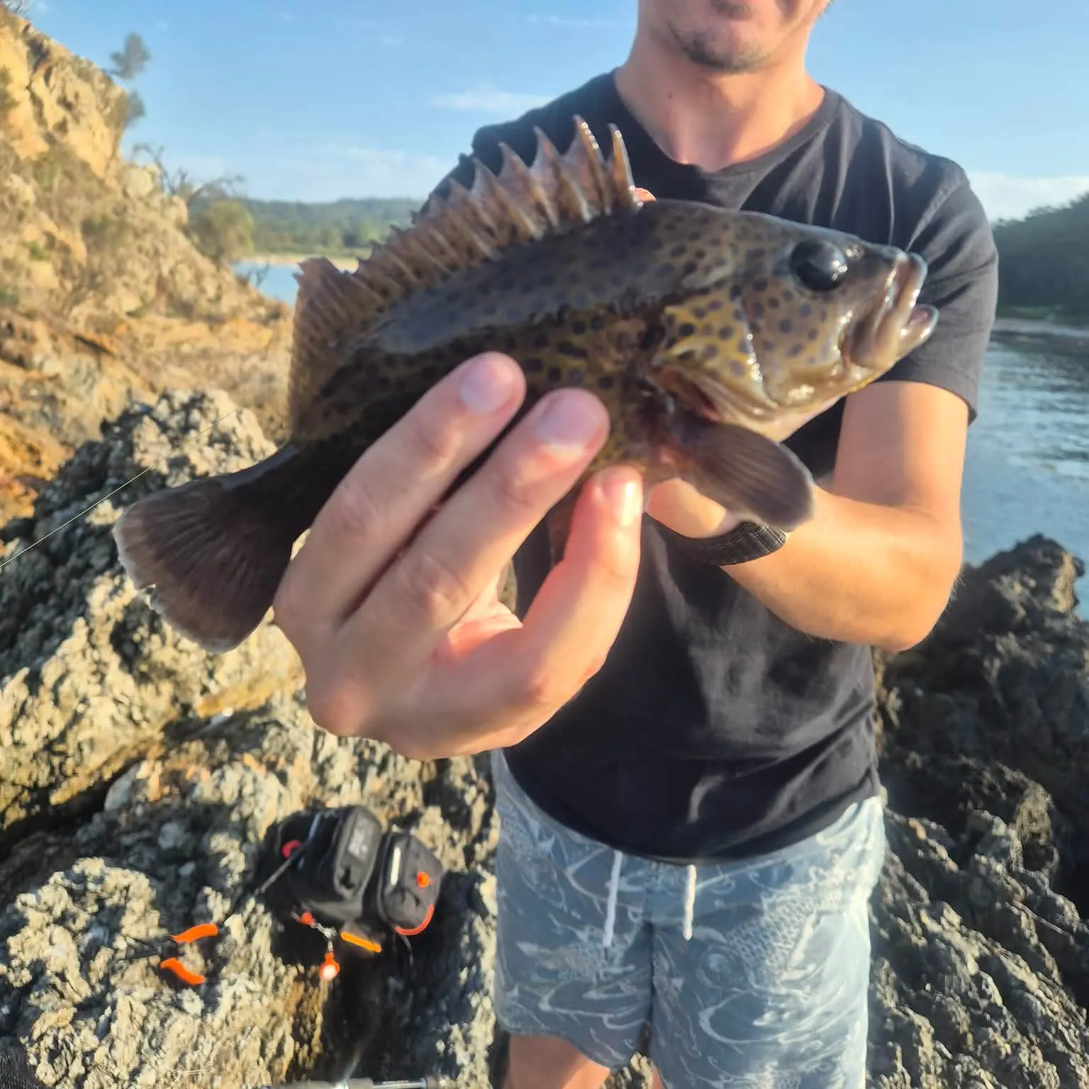The most recent Areolate grouper catches on Fishbrain