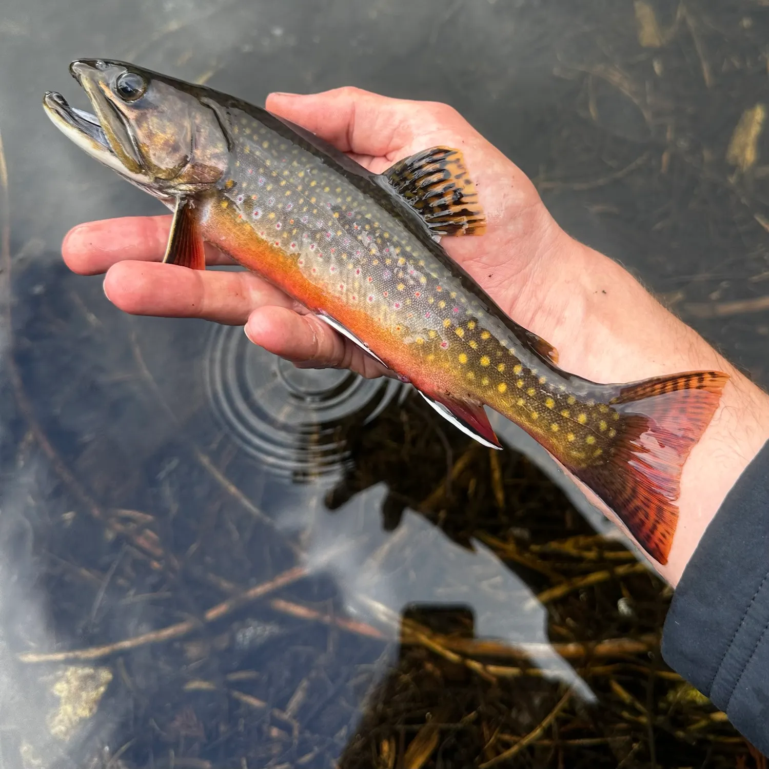 Brook trout caught on Fishbrain