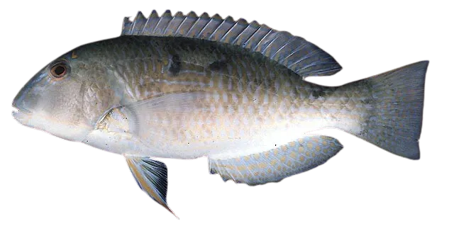 White-patch tuskfish