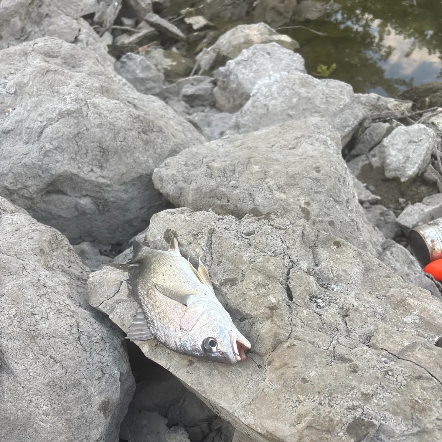 Freshwater drum caught on Fishbrain