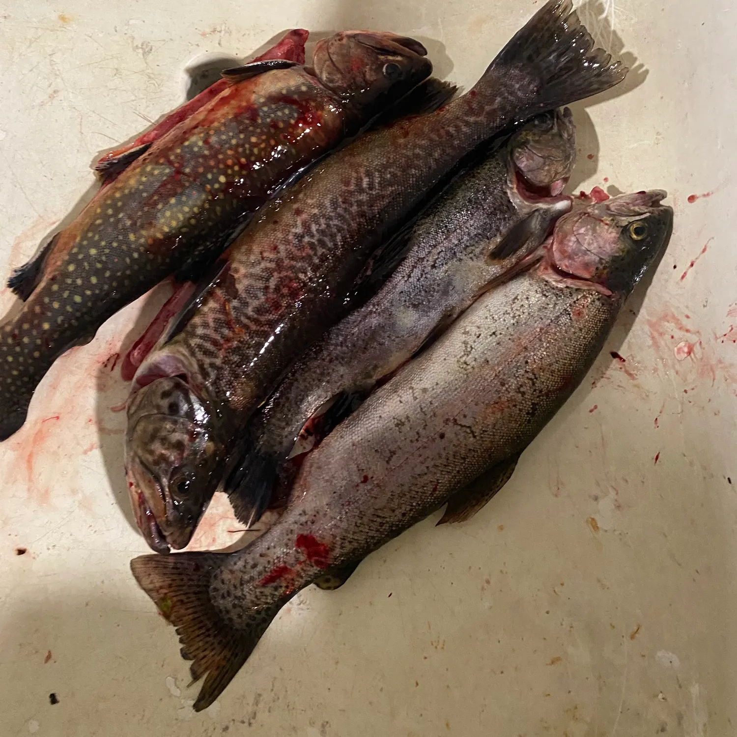recently logged catches