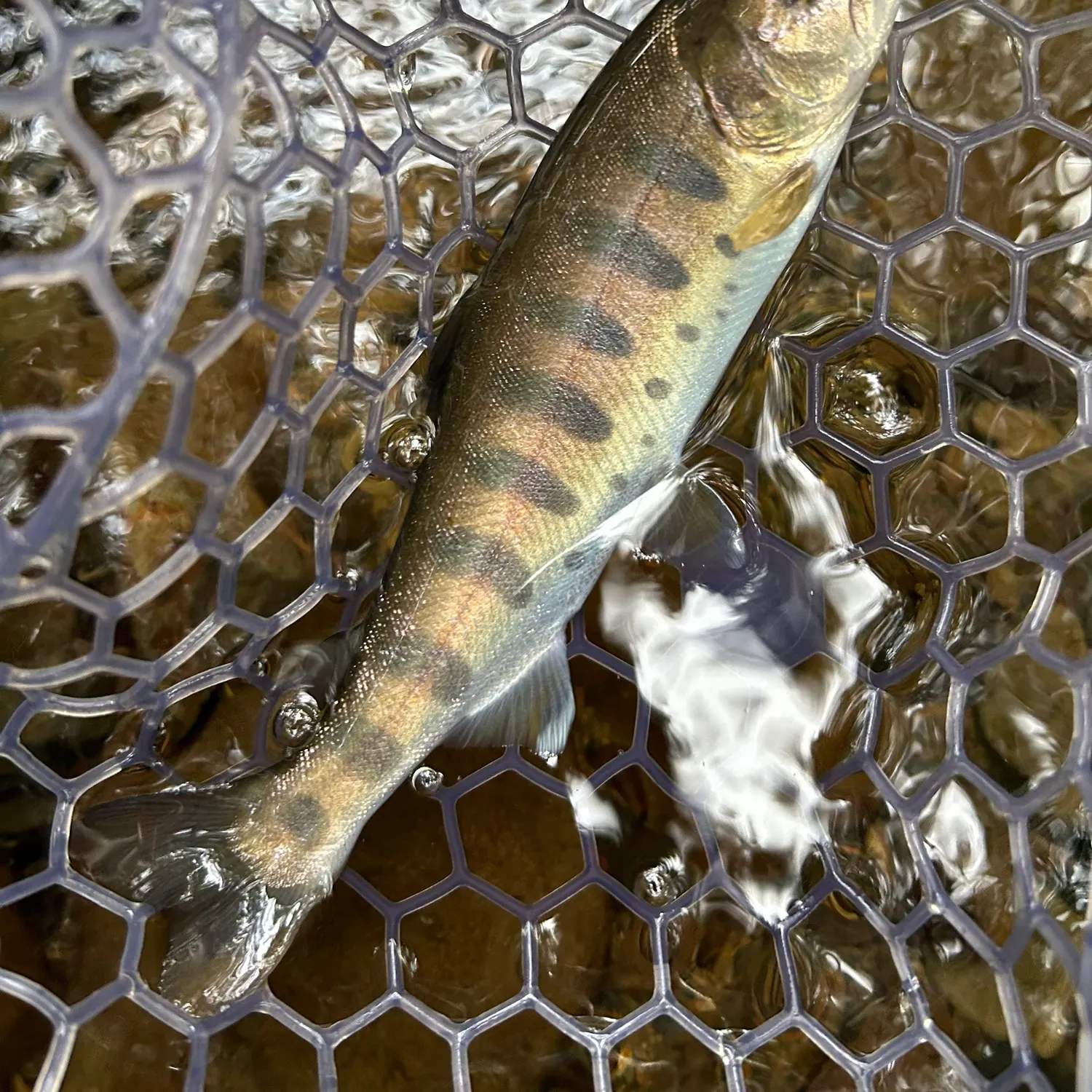 The most recent Cherry salmon catches on Fishbrain