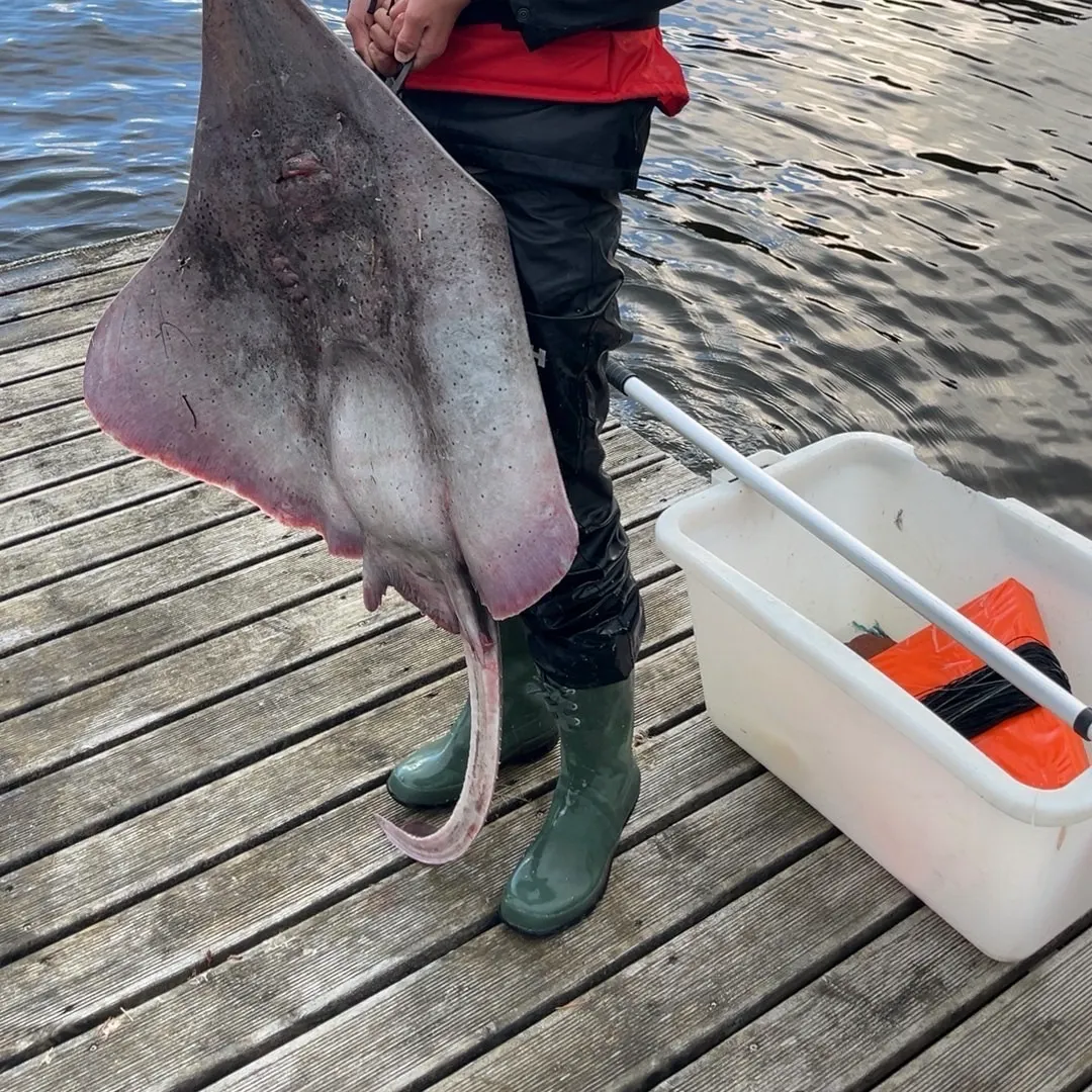 The most recent Longnosed skate catches on Fishbrain
