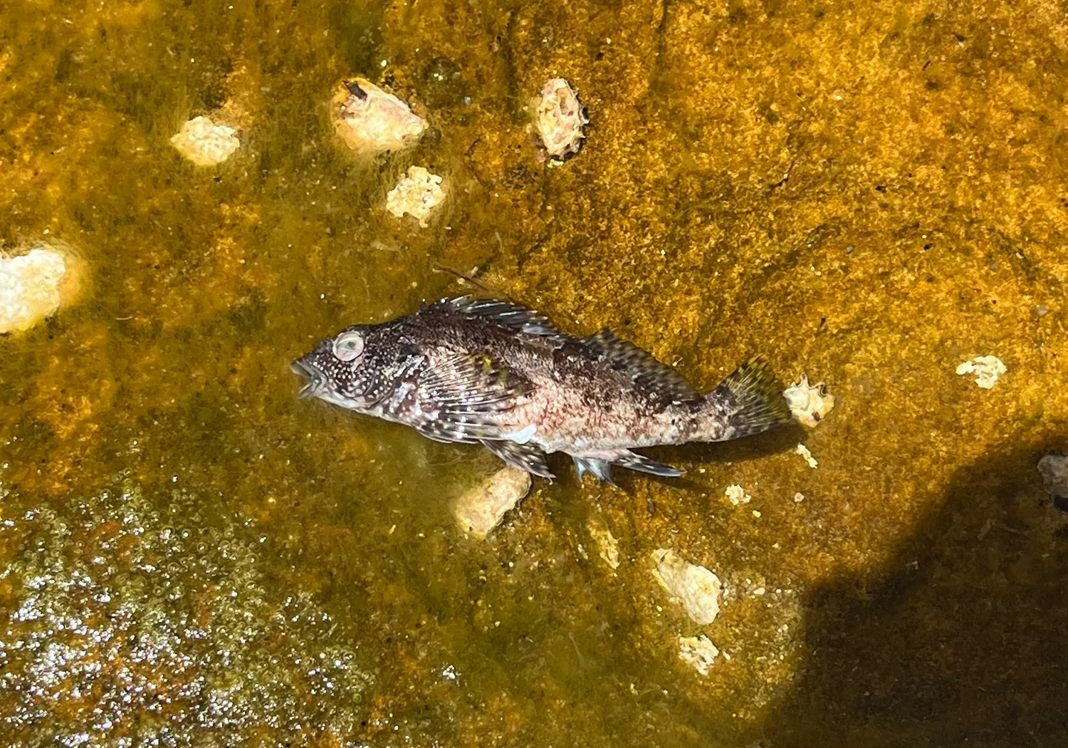 Eastern kelpfish