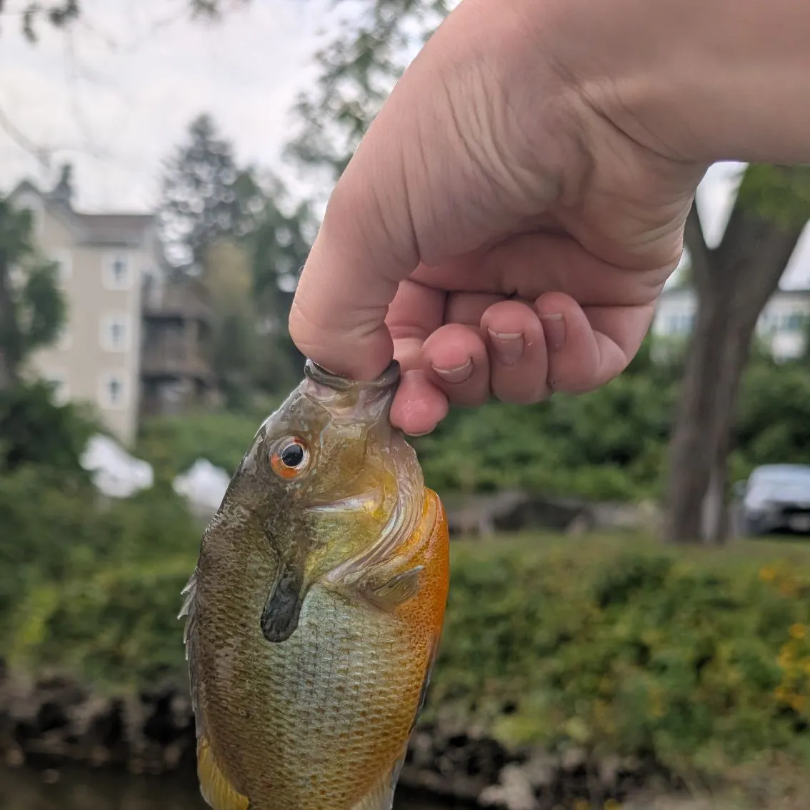 Redbreast sunfish caught on Fishbrain