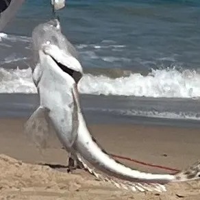 The most recent Blue-spotted flathead catches on Fishbrain