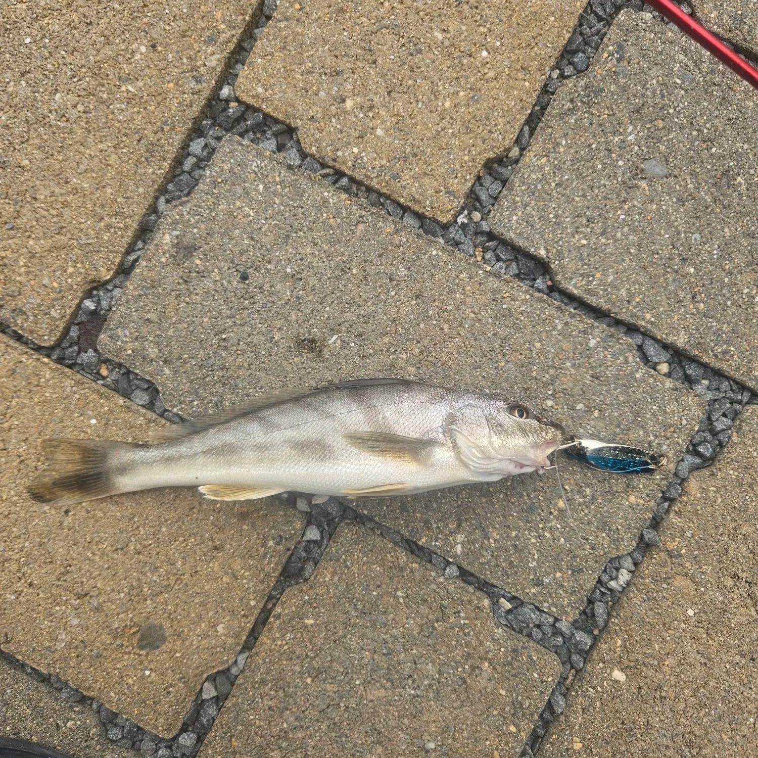 Northern kingcroaker caught on Fishbrain