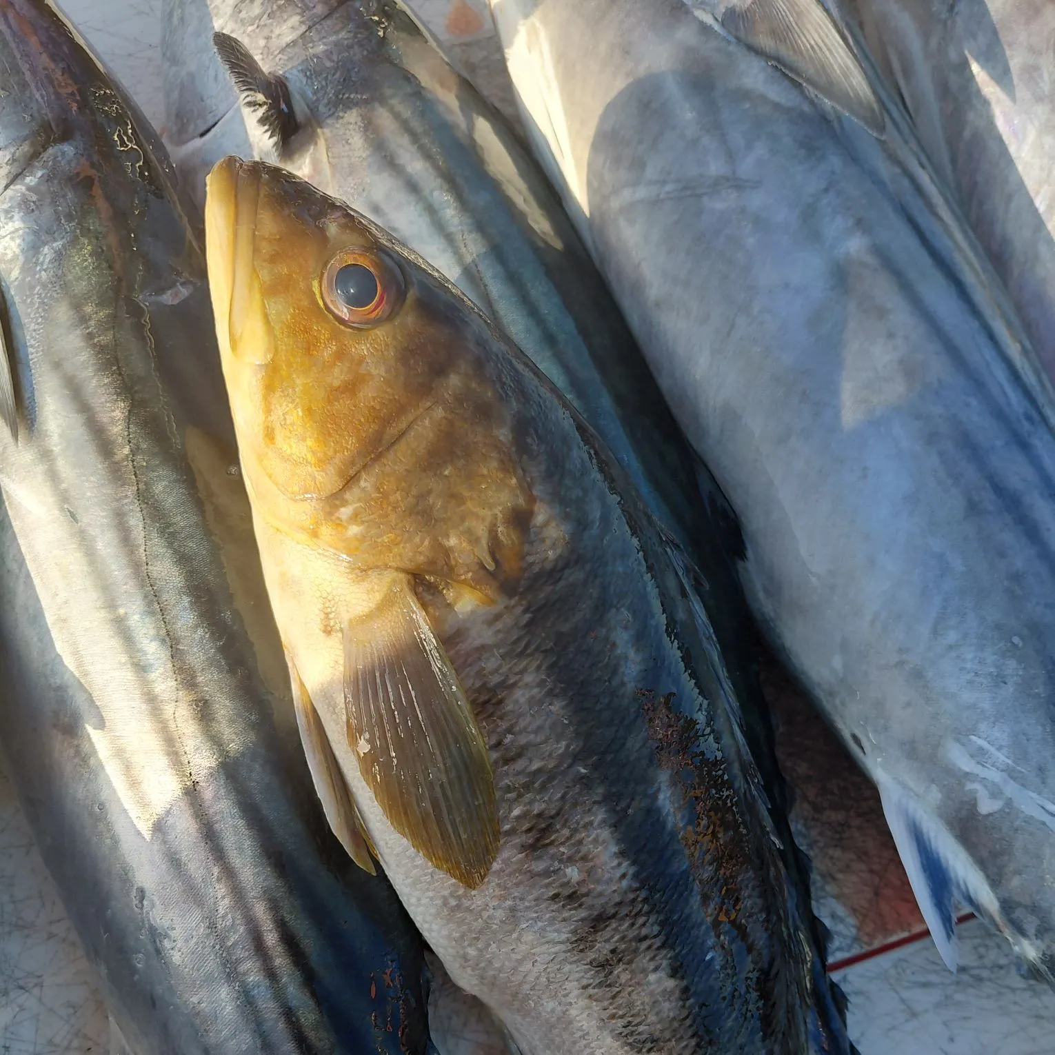 Kelp bass caught on Fishbrain