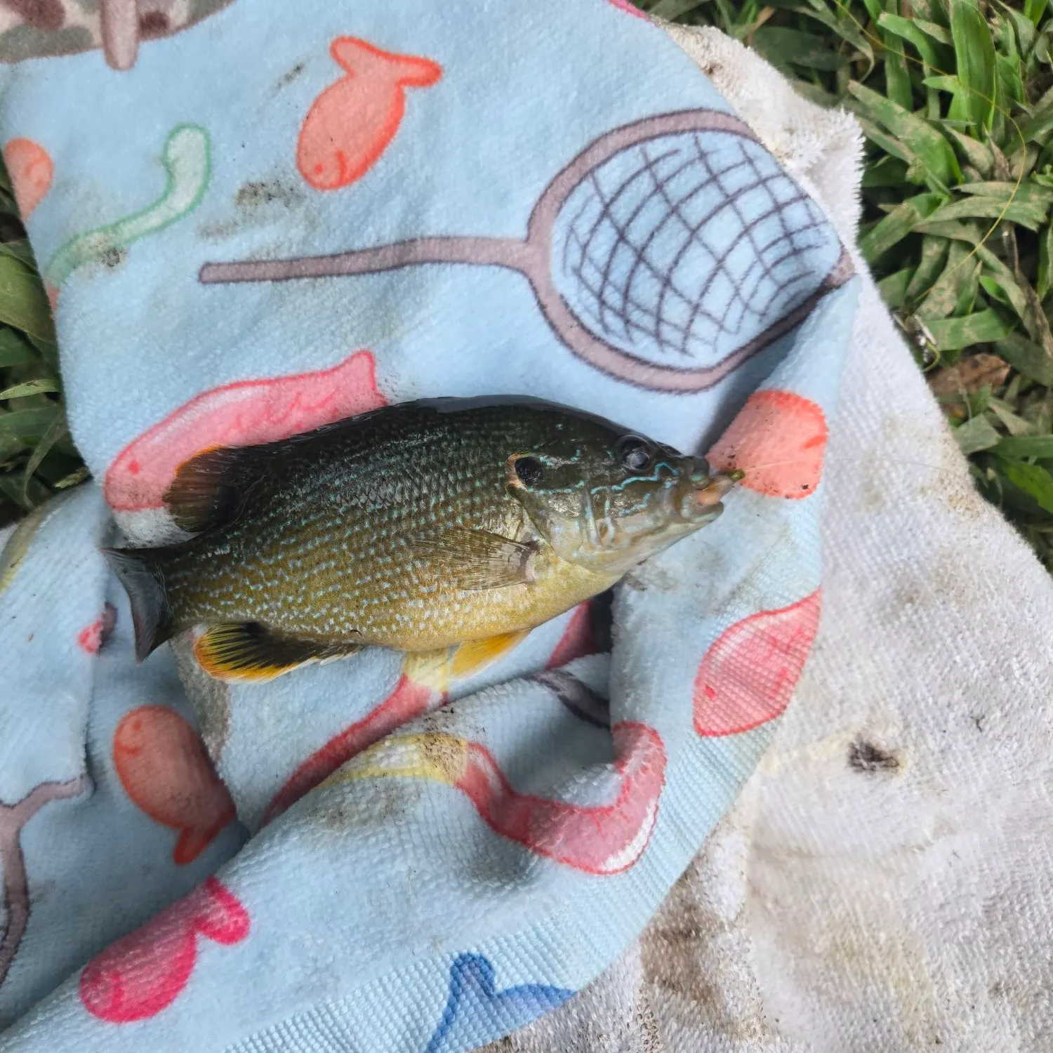 Green sunfish caught on Fishbrain