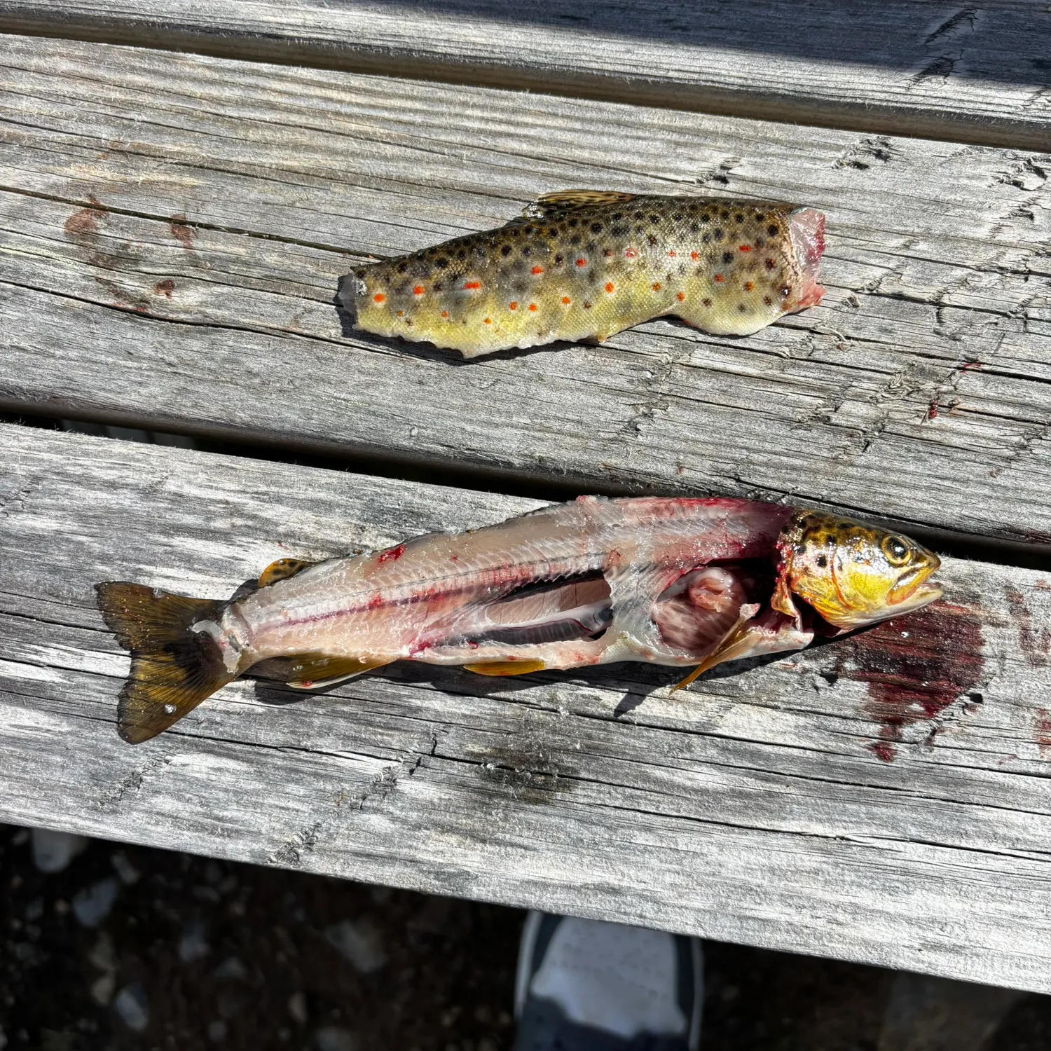 recently logged catches