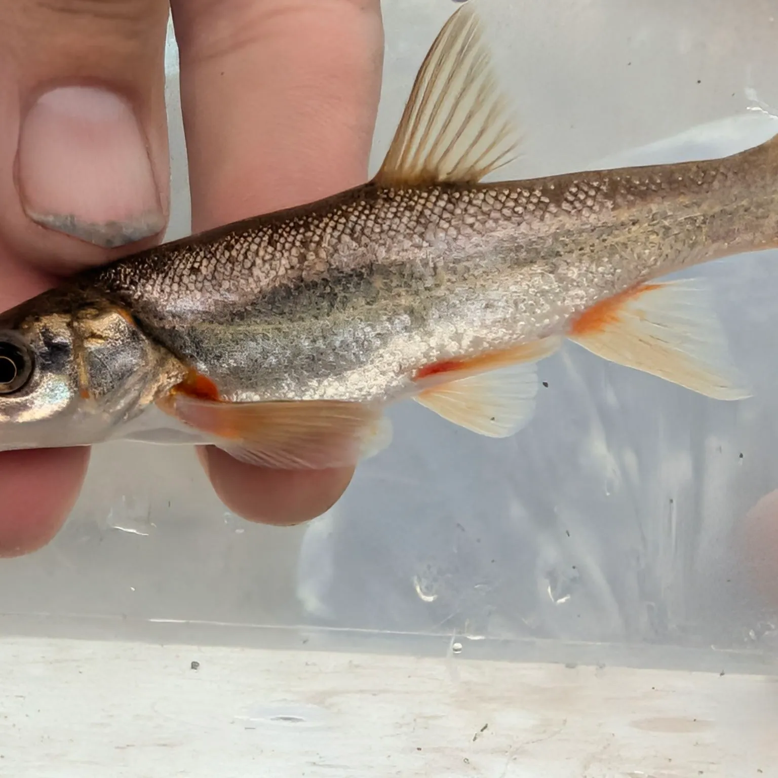 The most recent Rio Grande chub catches on Fishbrain