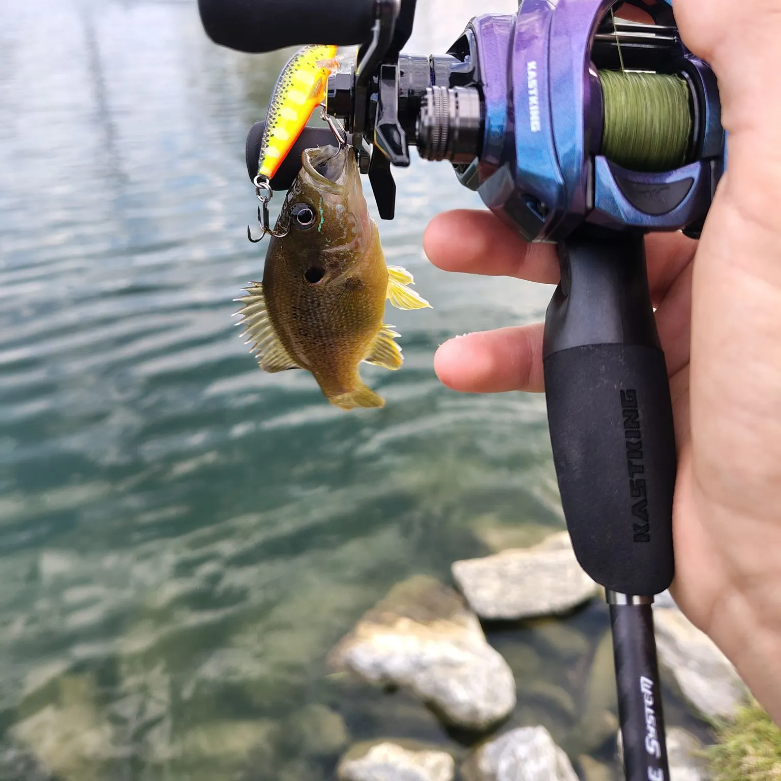Green sunfish caught on Fishbrain