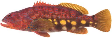 Harlequin fish