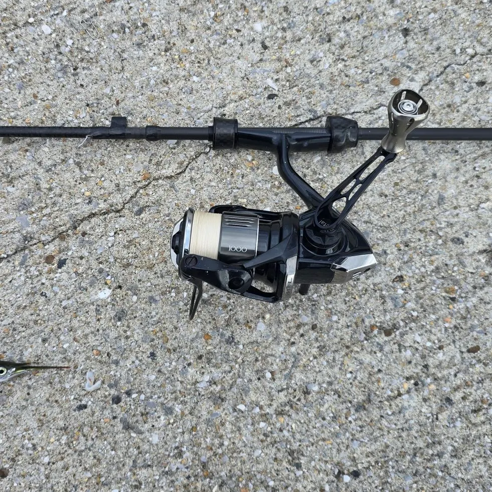 The most recent Japanese halfbeak catches on Fishbrain