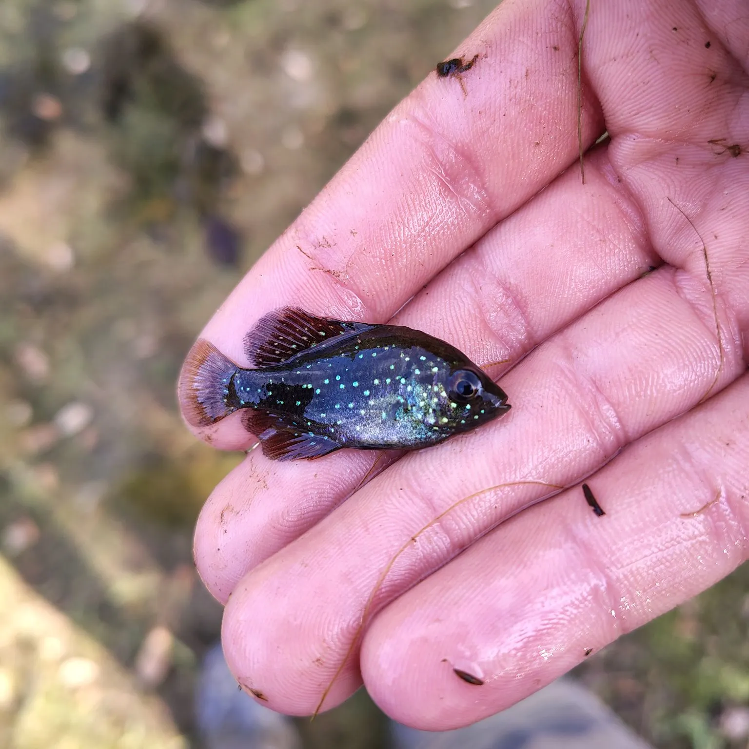 The most recent Bluespotted sunfish catches on Fishbrain