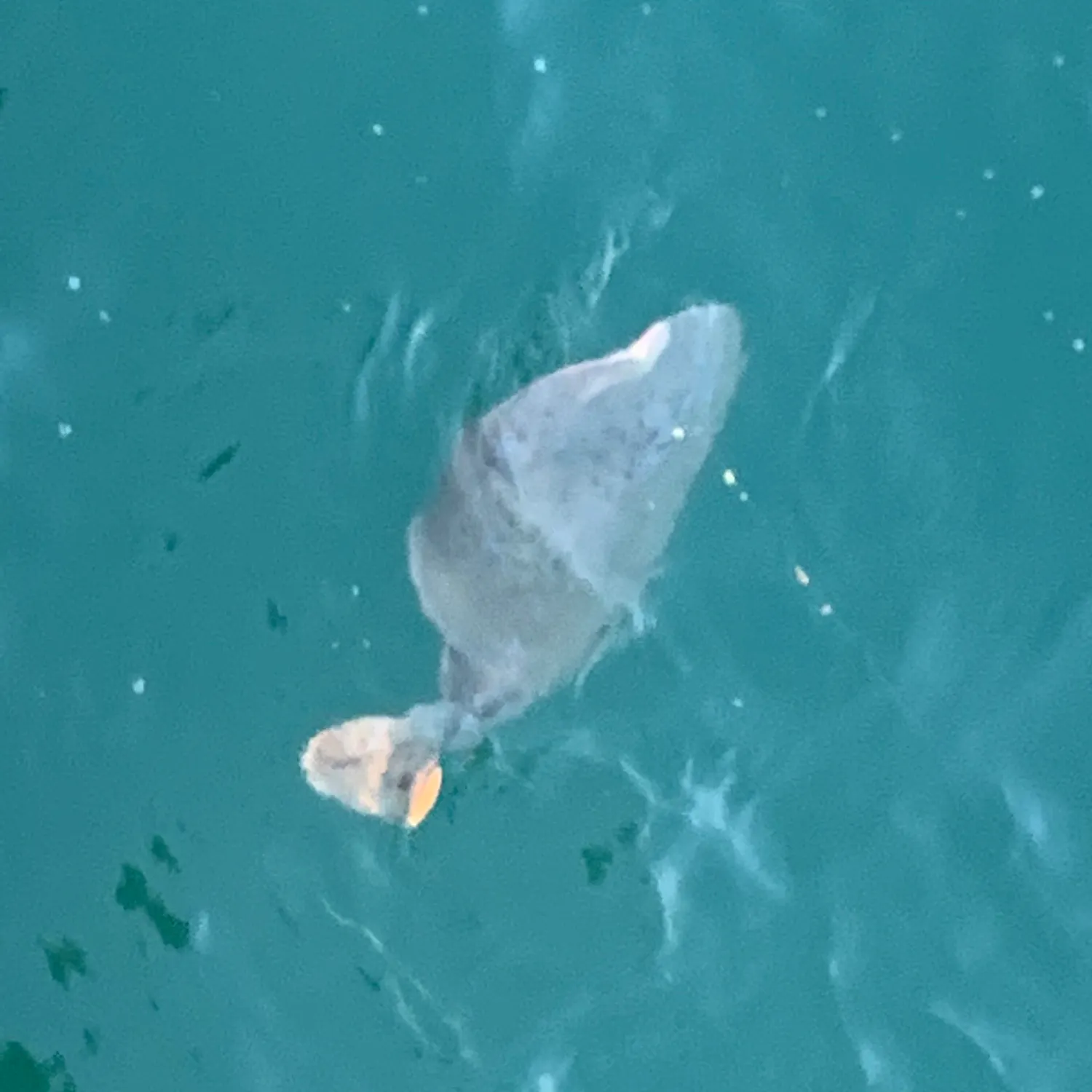The most recent Short-tail stingray catches on Fishbrain