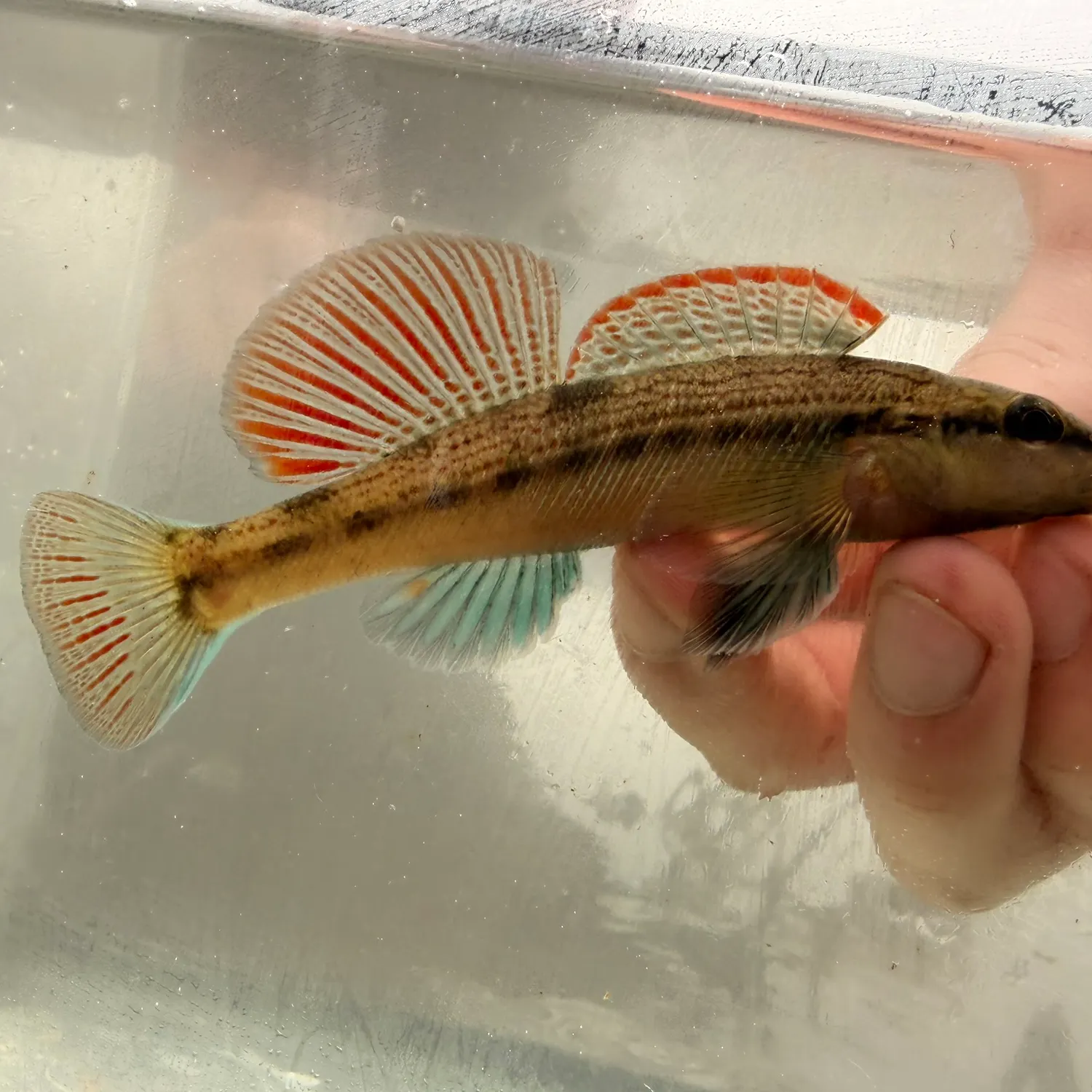The most recent Variegate darter catches on Fishbrain