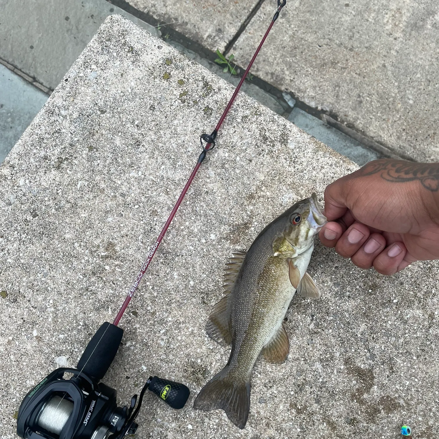 recently logged catches