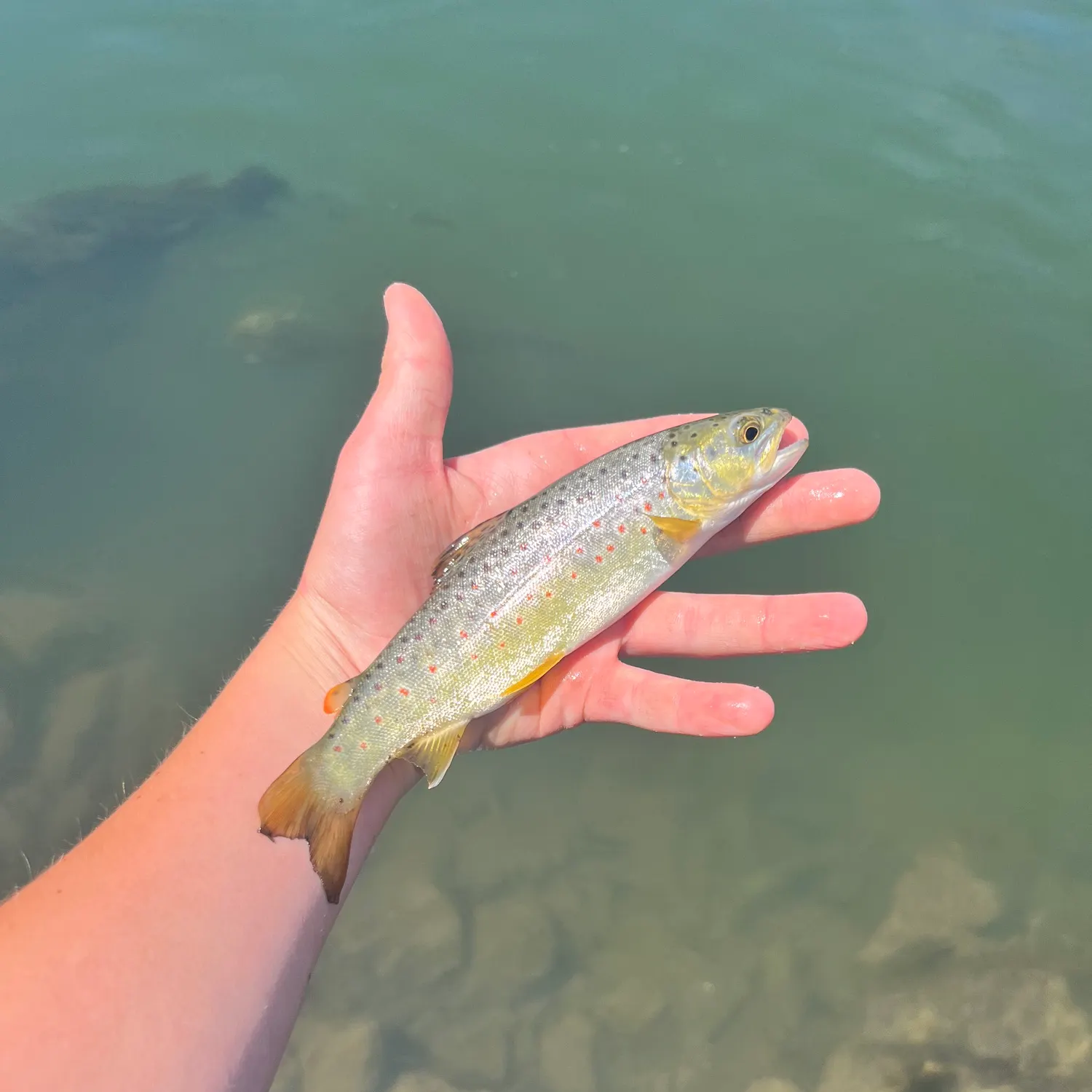 most liked catch image