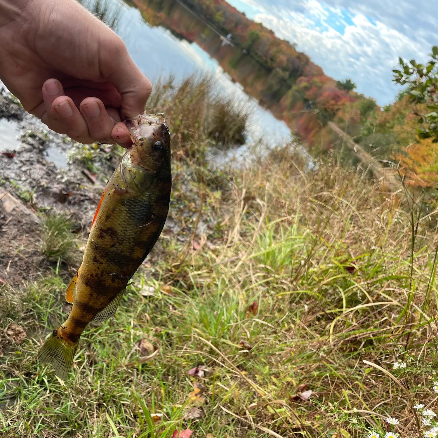 Yellow perch caught on Fishbrain
