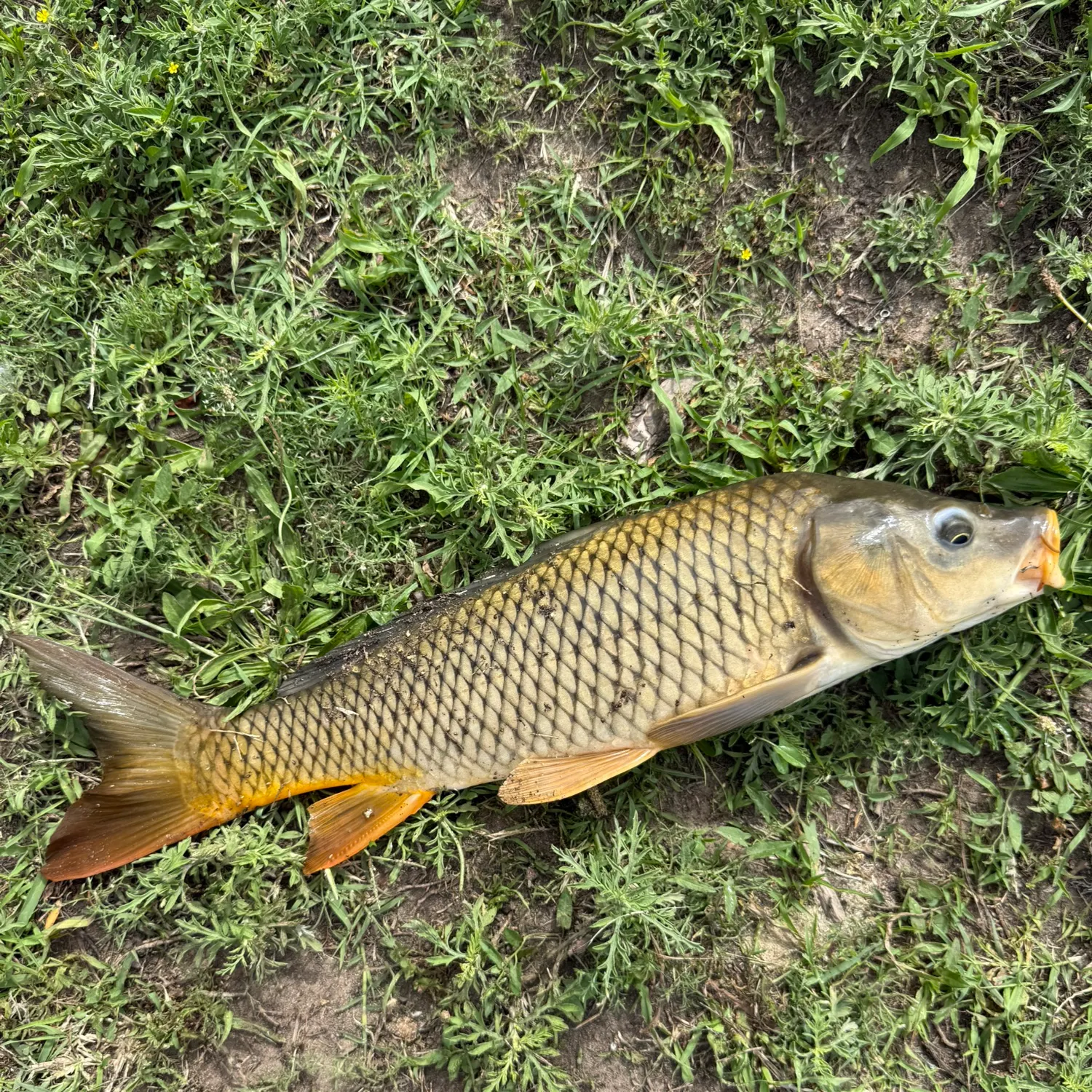 Common carp caught on Fishbrain
