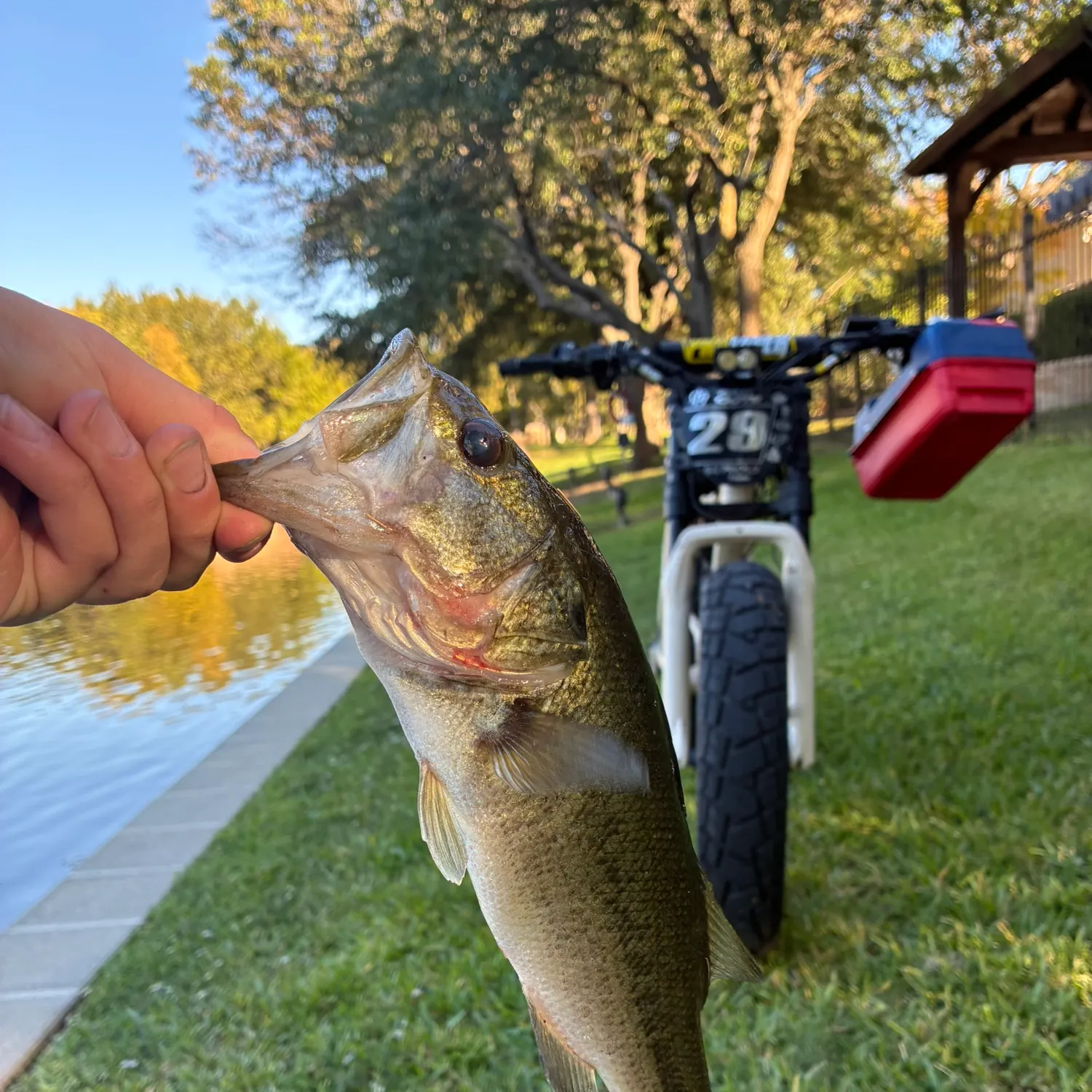 Largemouth bass caught on Fishbrain