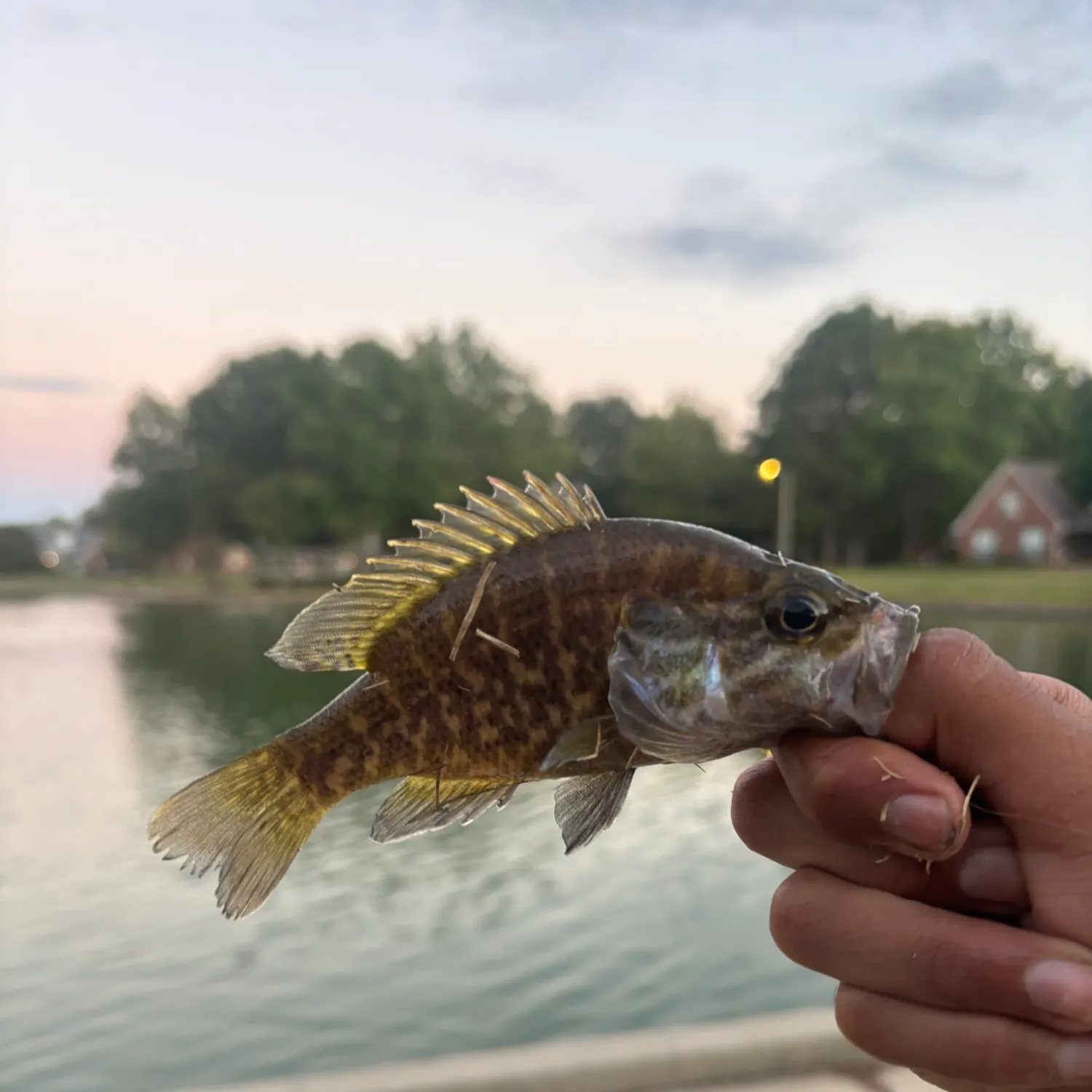 Warmouth caught on Fishbrain