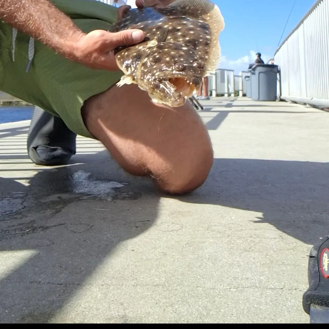 Summer flounder caught on Fishbrain