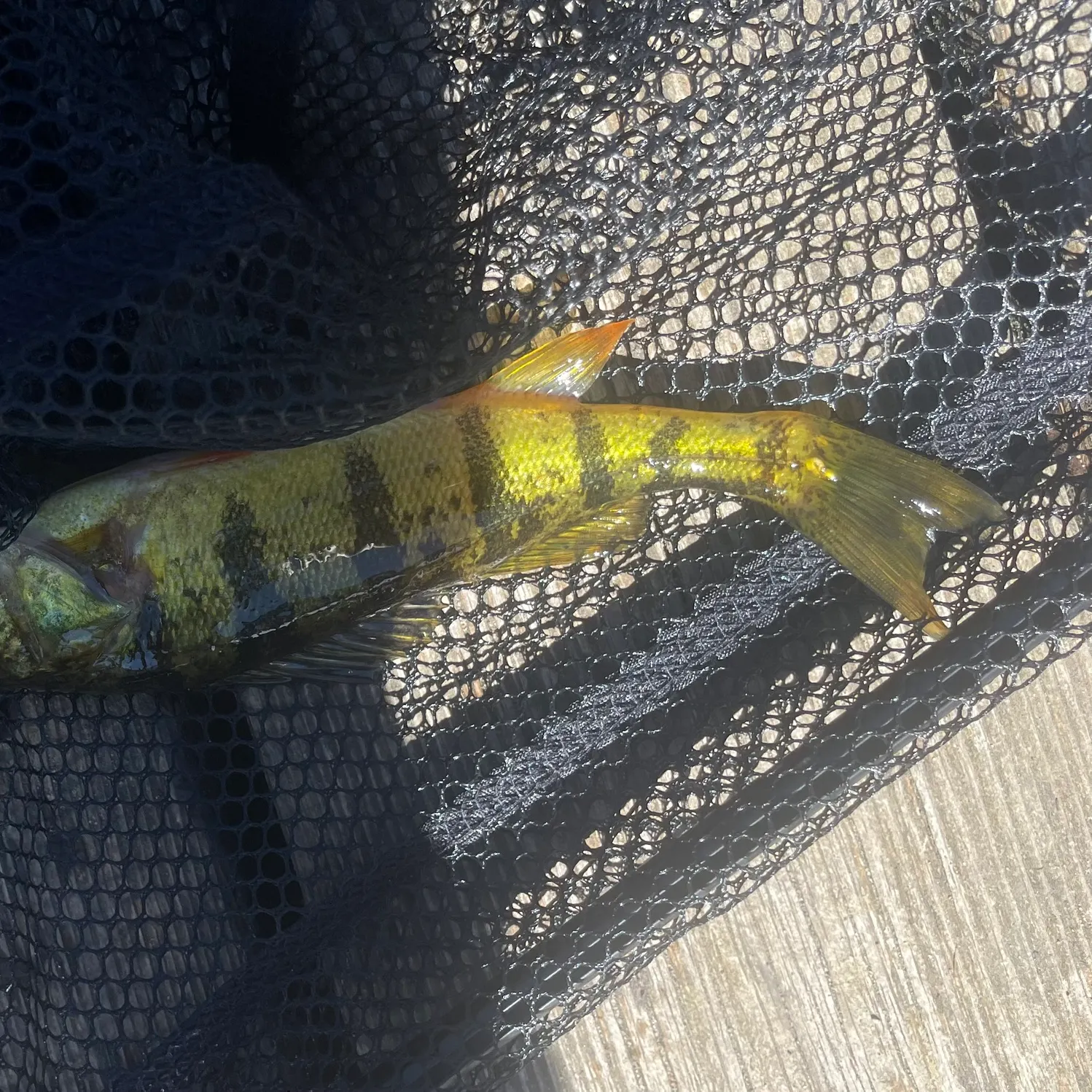 Yellow perch caught on Fishbrain