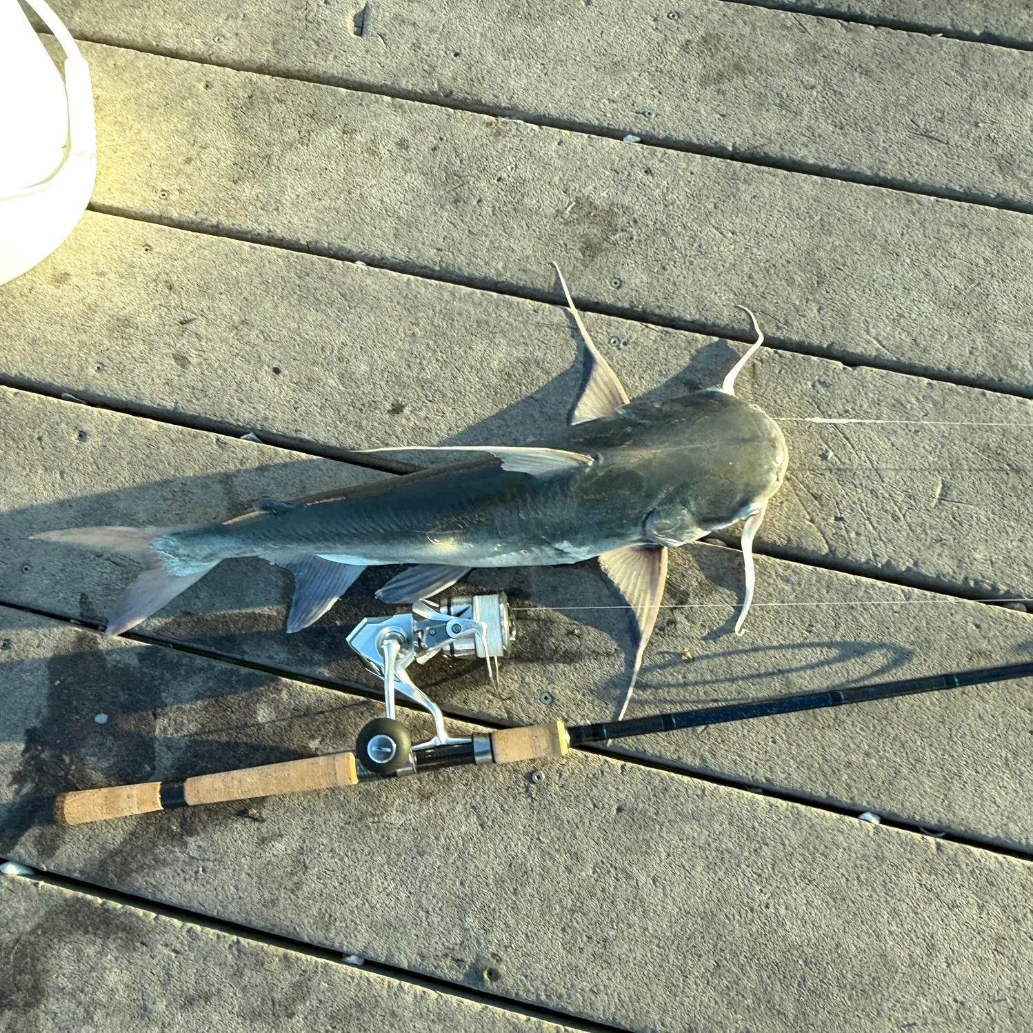 Gafftopsail sea catfish caught on Fishbrain