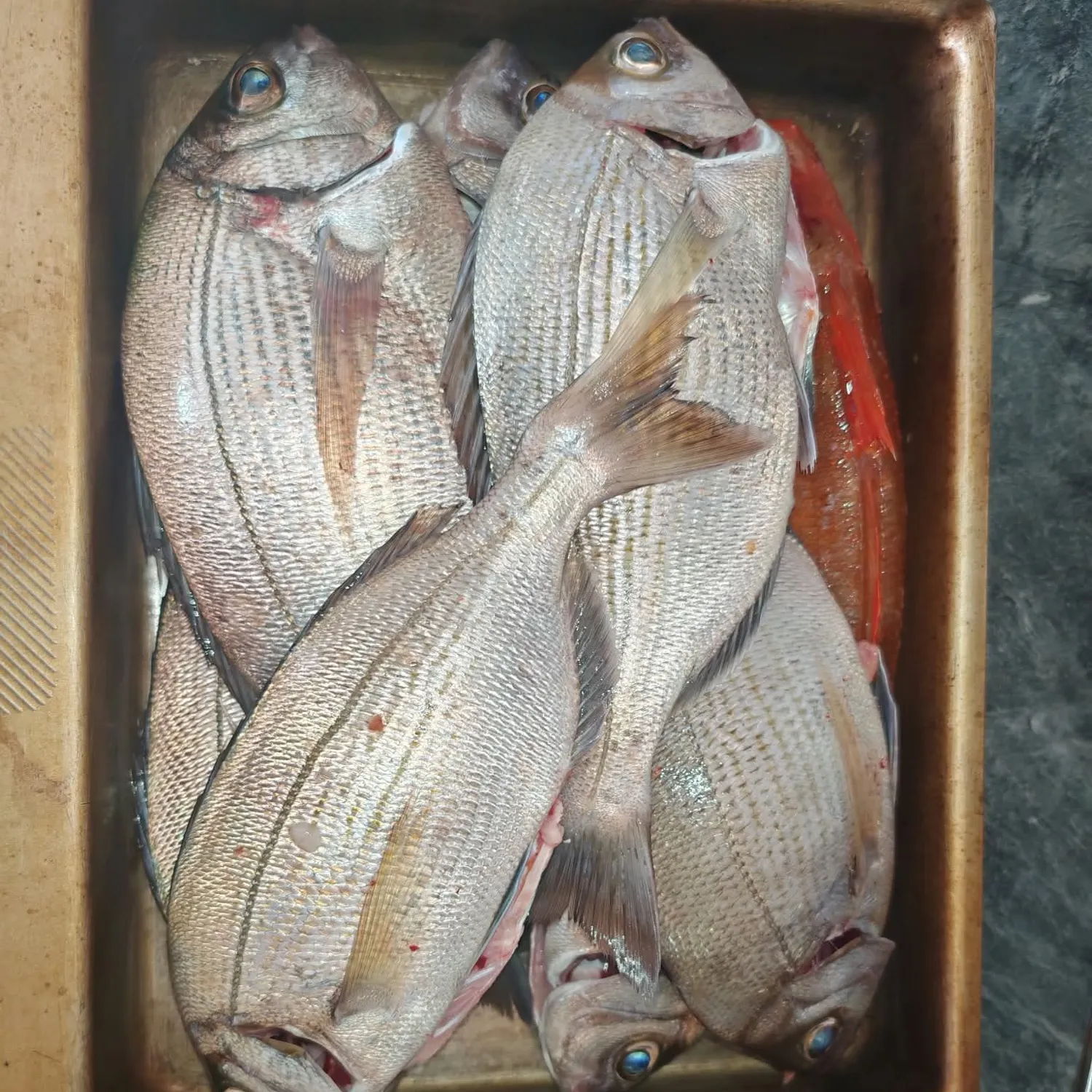 The most recent Black seabream catches on Fishbrain