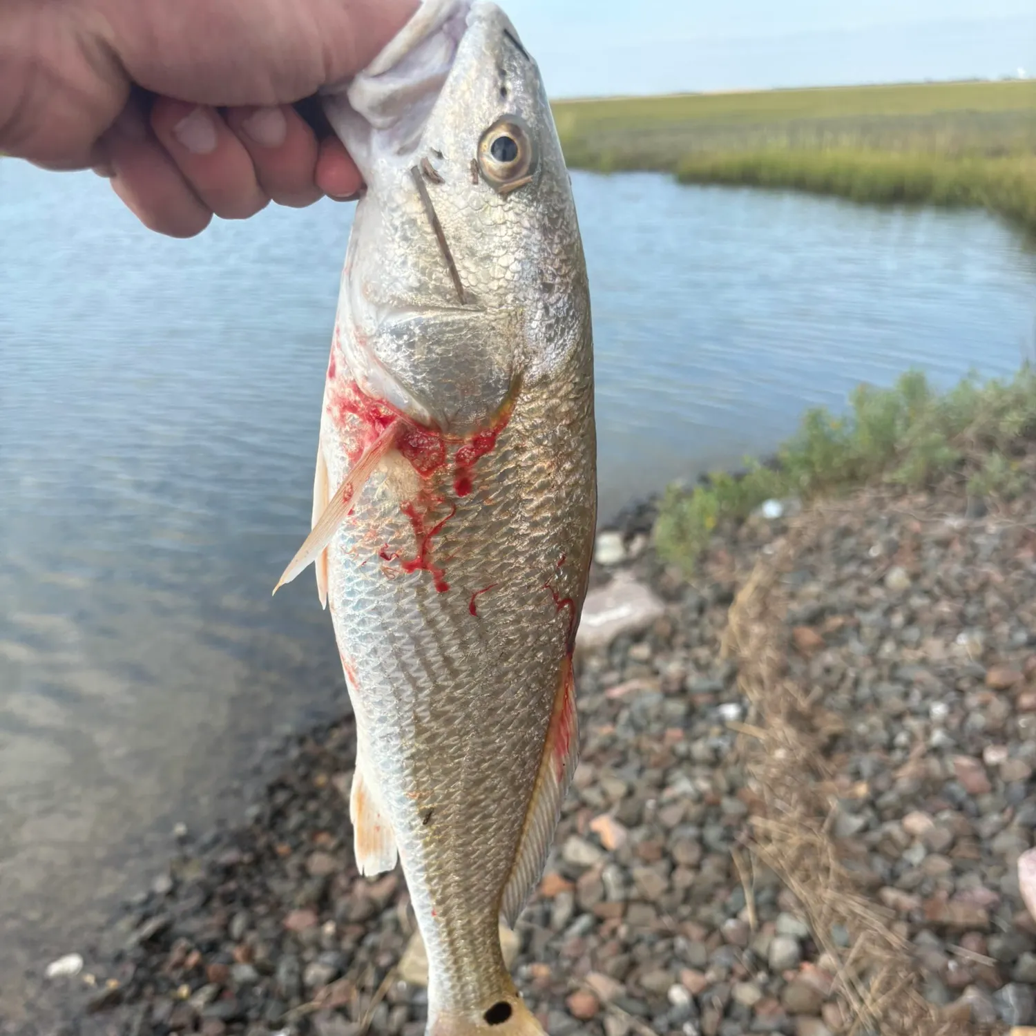 Red drum caught on Fishbrain