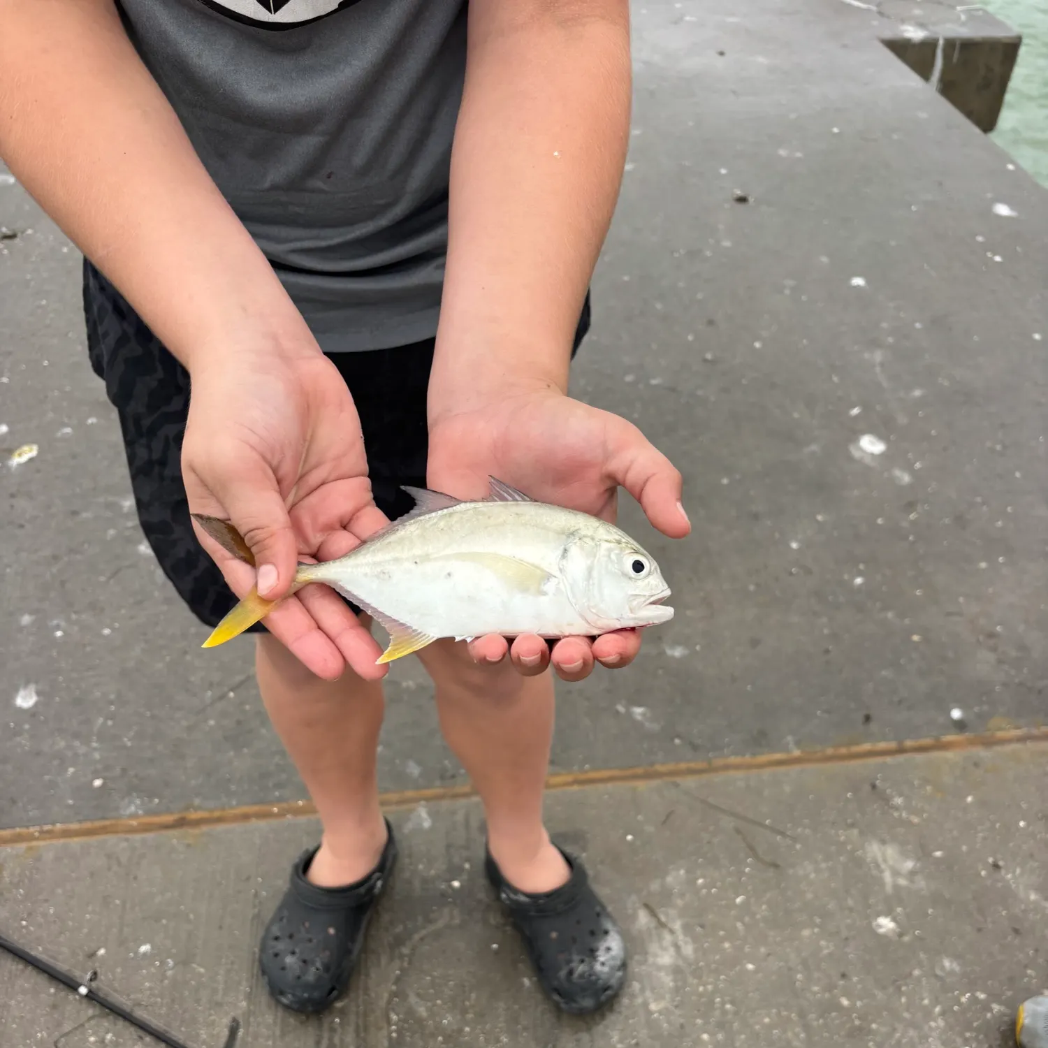 Crevalle jack caught on Fishbrain
