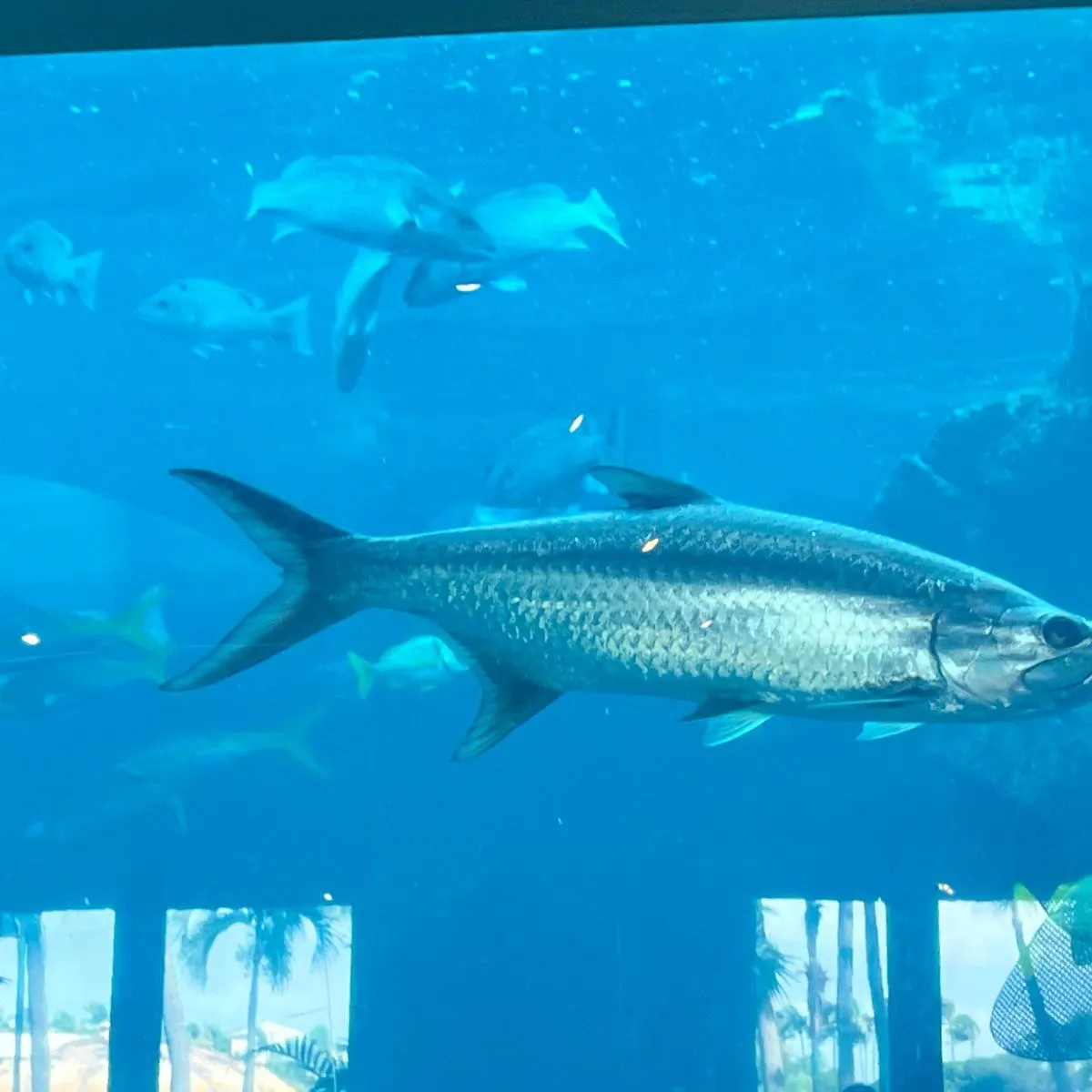 The most recent Tarpon catches on Fishbrain