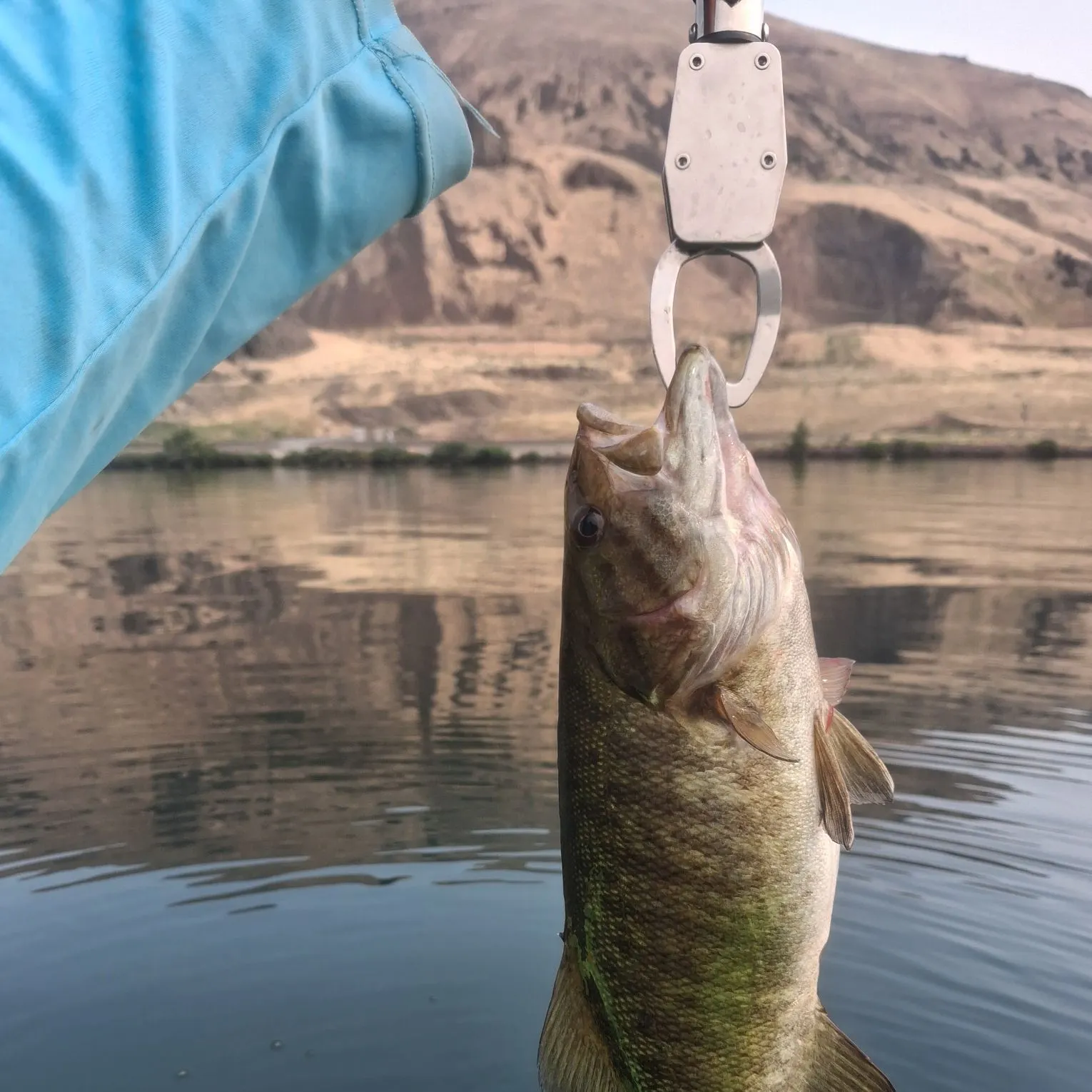 Smallmouth bass caught on Fishbrain