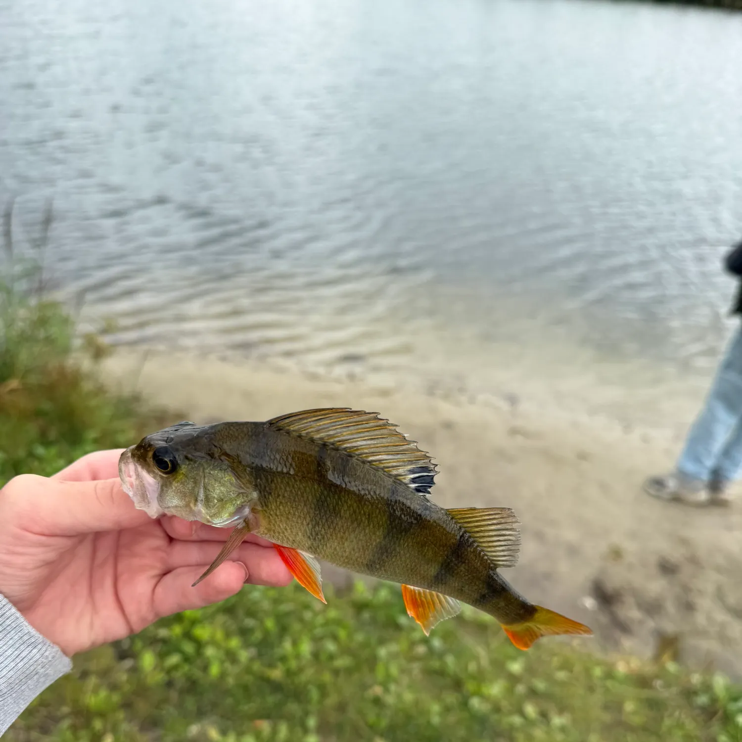 European perch caught on Fishbrain