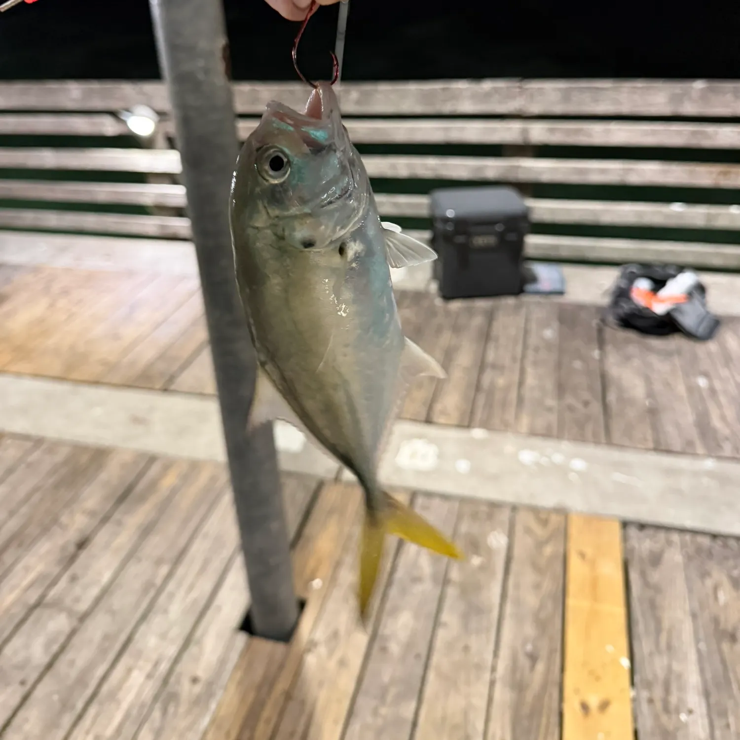 The most recent Crevalle jack catches on Fishbrain