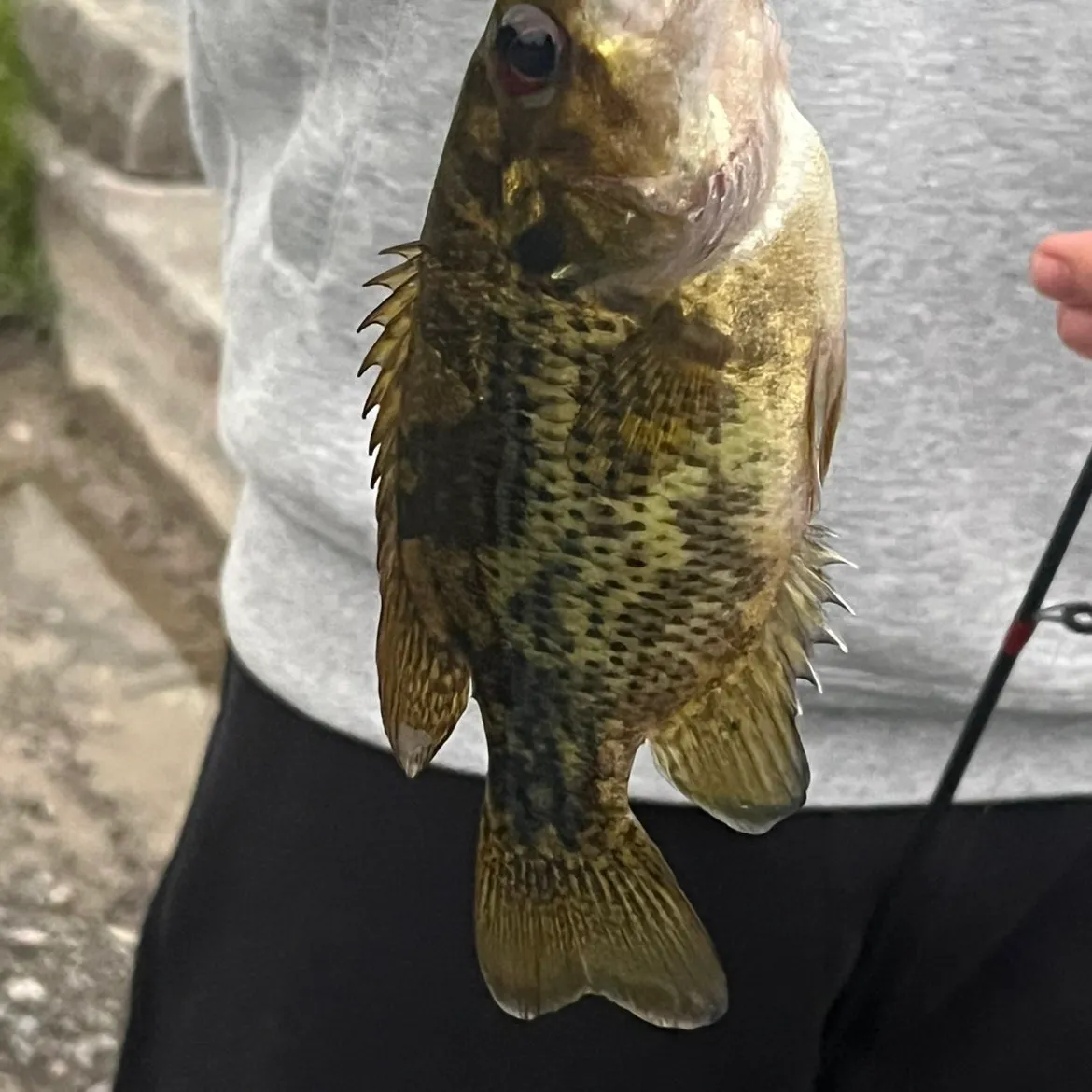 Rock bass caught on Fishbrain