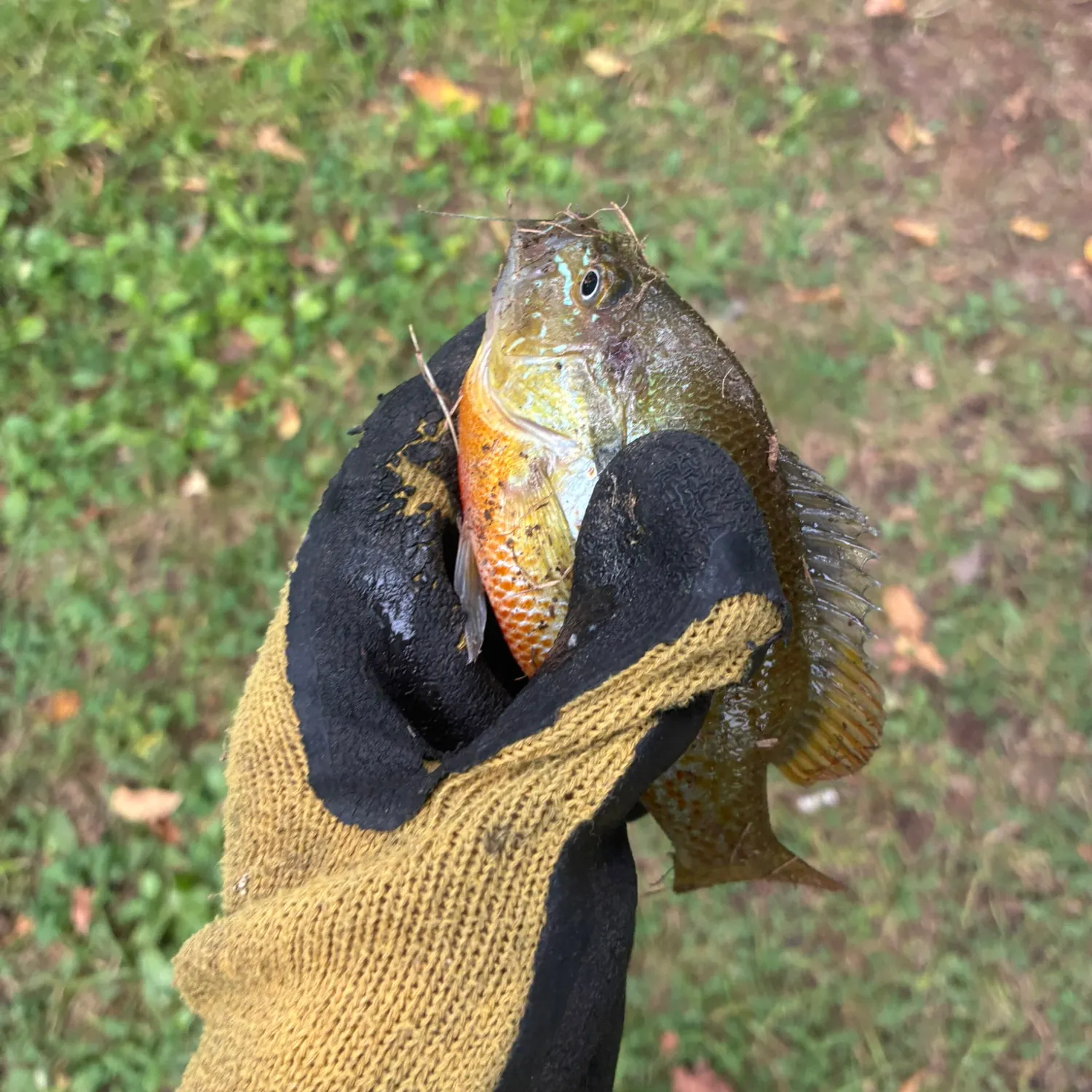 Fish caught on Fishbrain