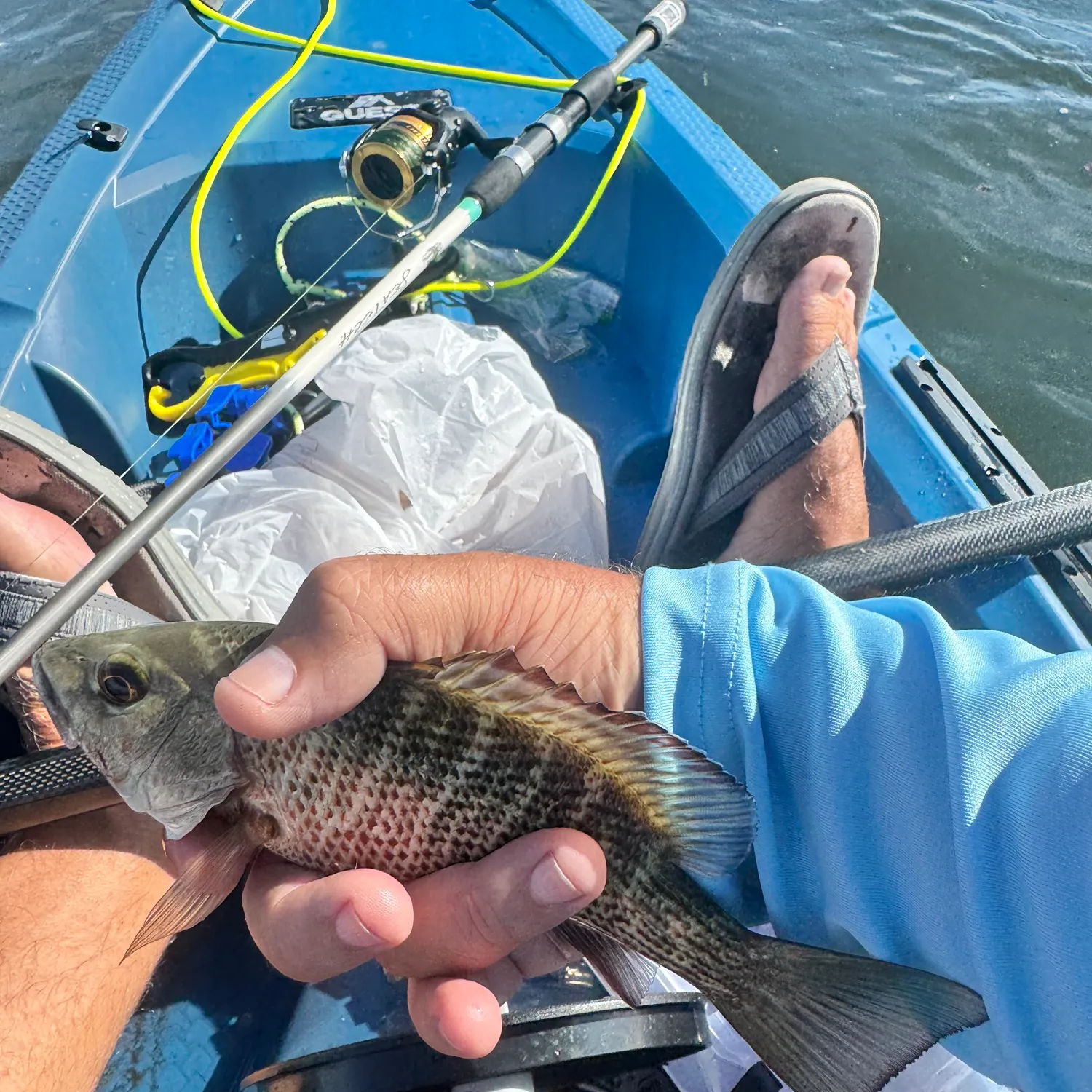 Mangrove snapper caught on Fishbrain